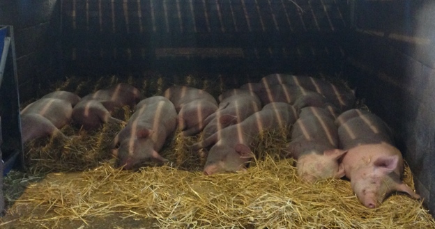 Sleeping Pigs