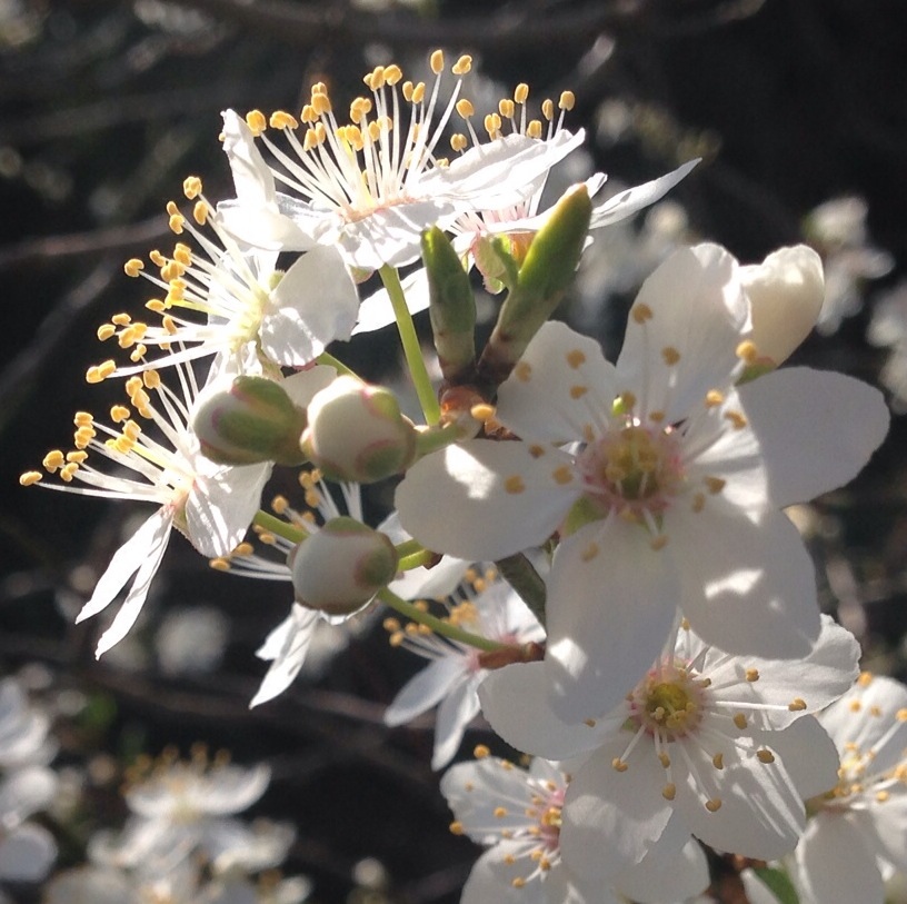 Spring in Branston