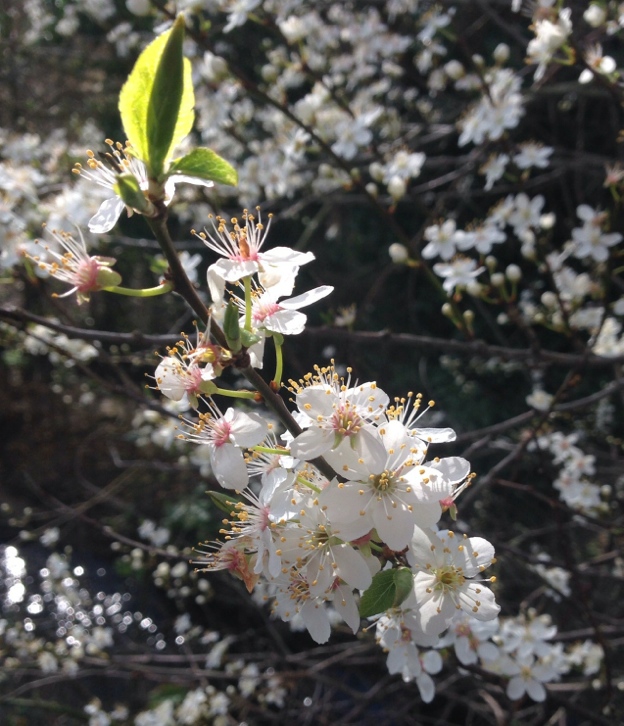 Spring in Branston