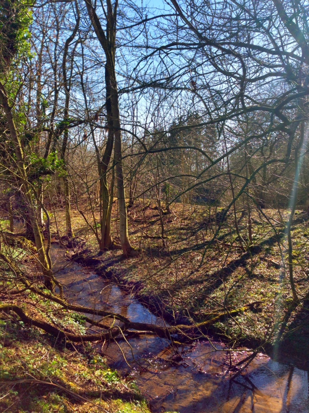 Woods near Branston