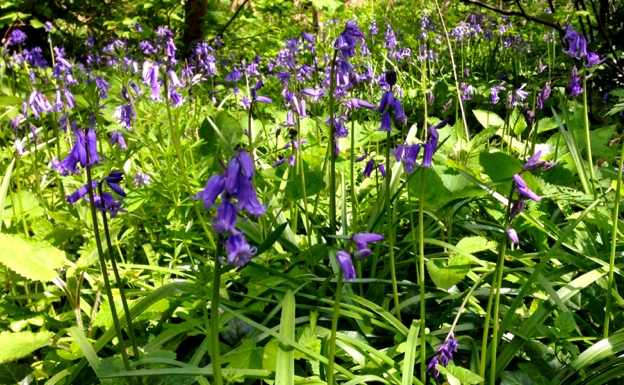 Bluebells