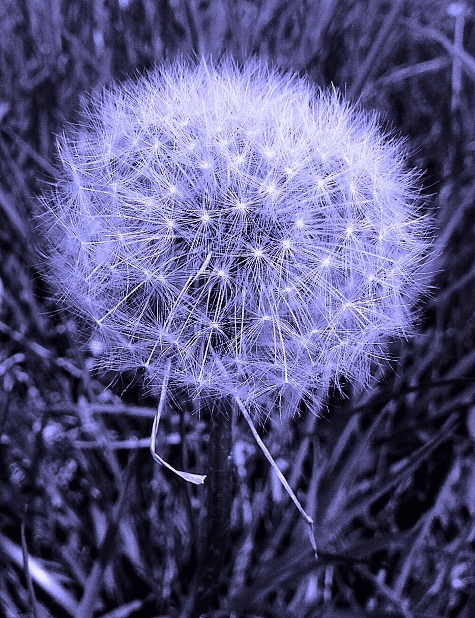 Dandelion