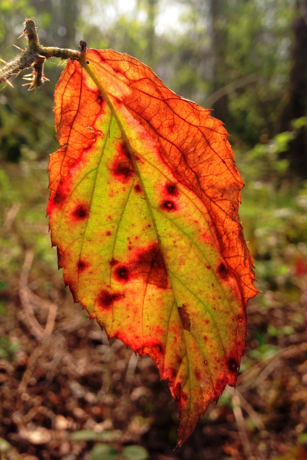 Leaf