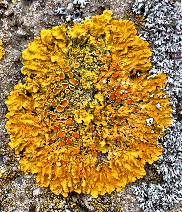 Lichen