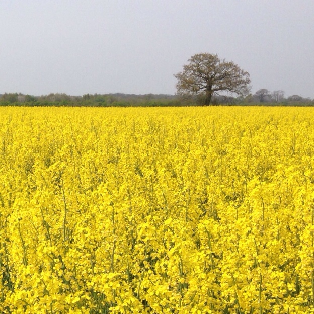 Oil seed rape