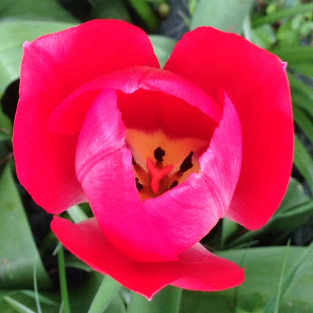 Tulip