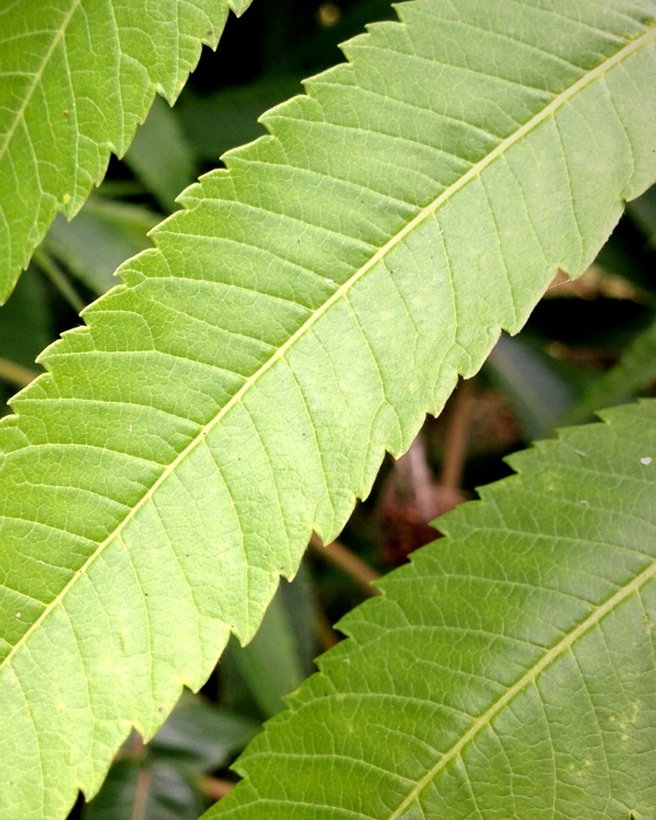 Leaves