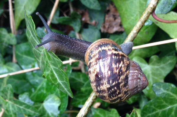 Snail