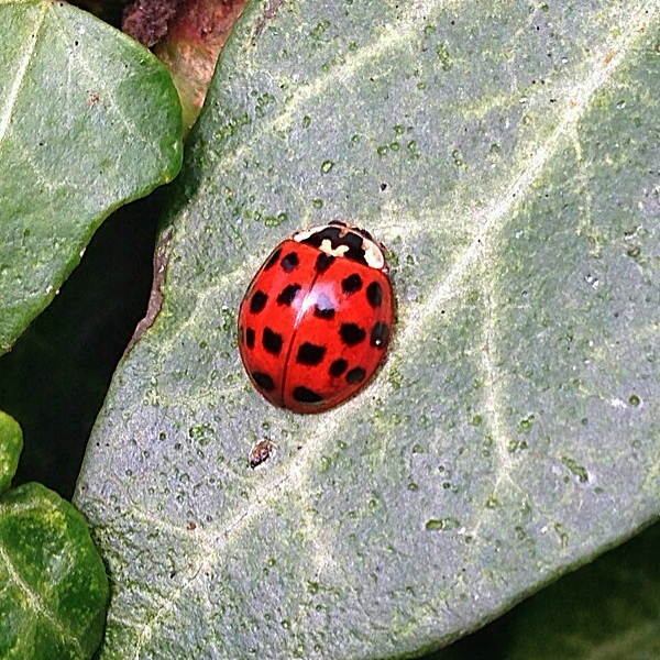 Ladybird