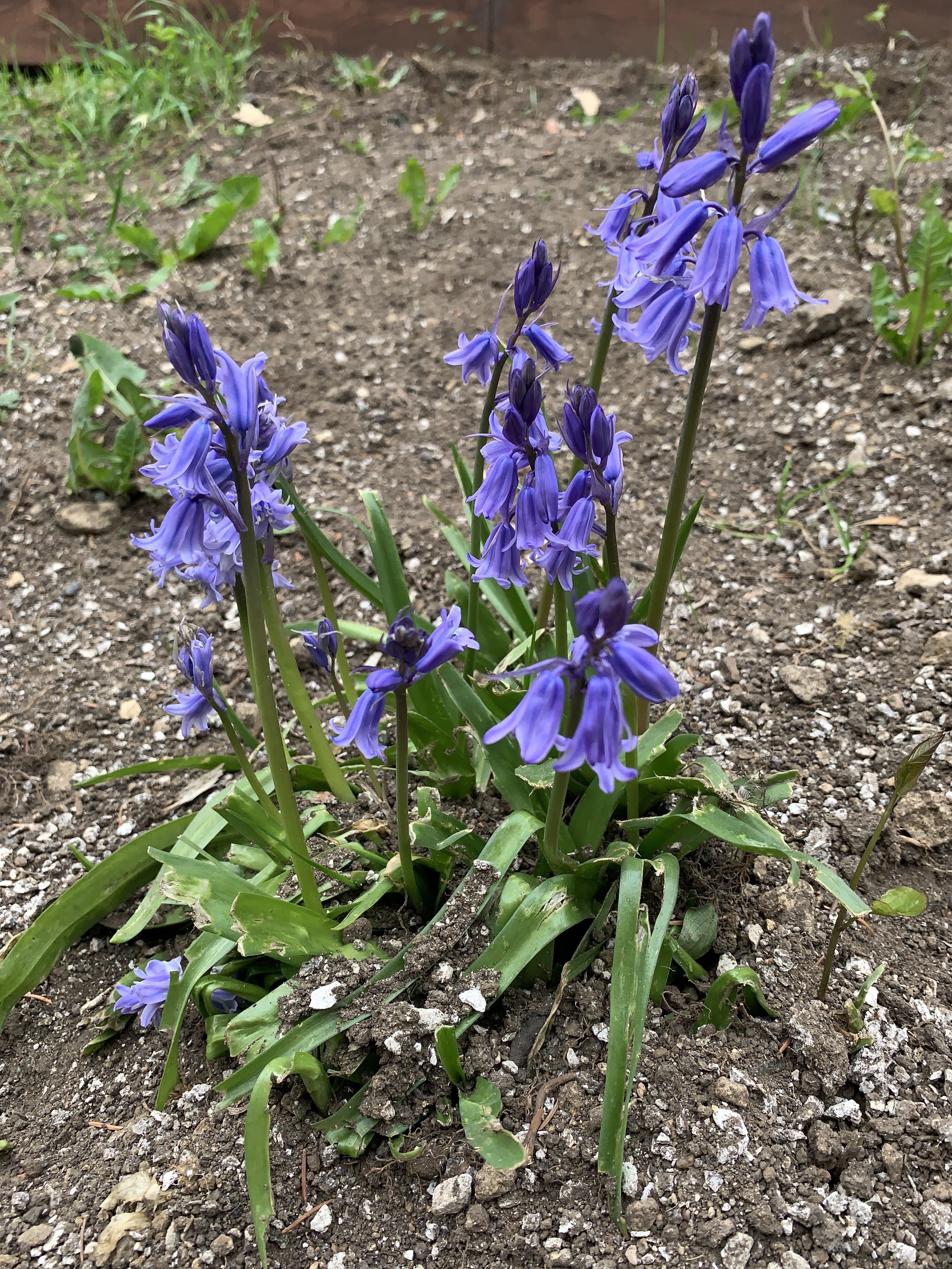 Bluebells