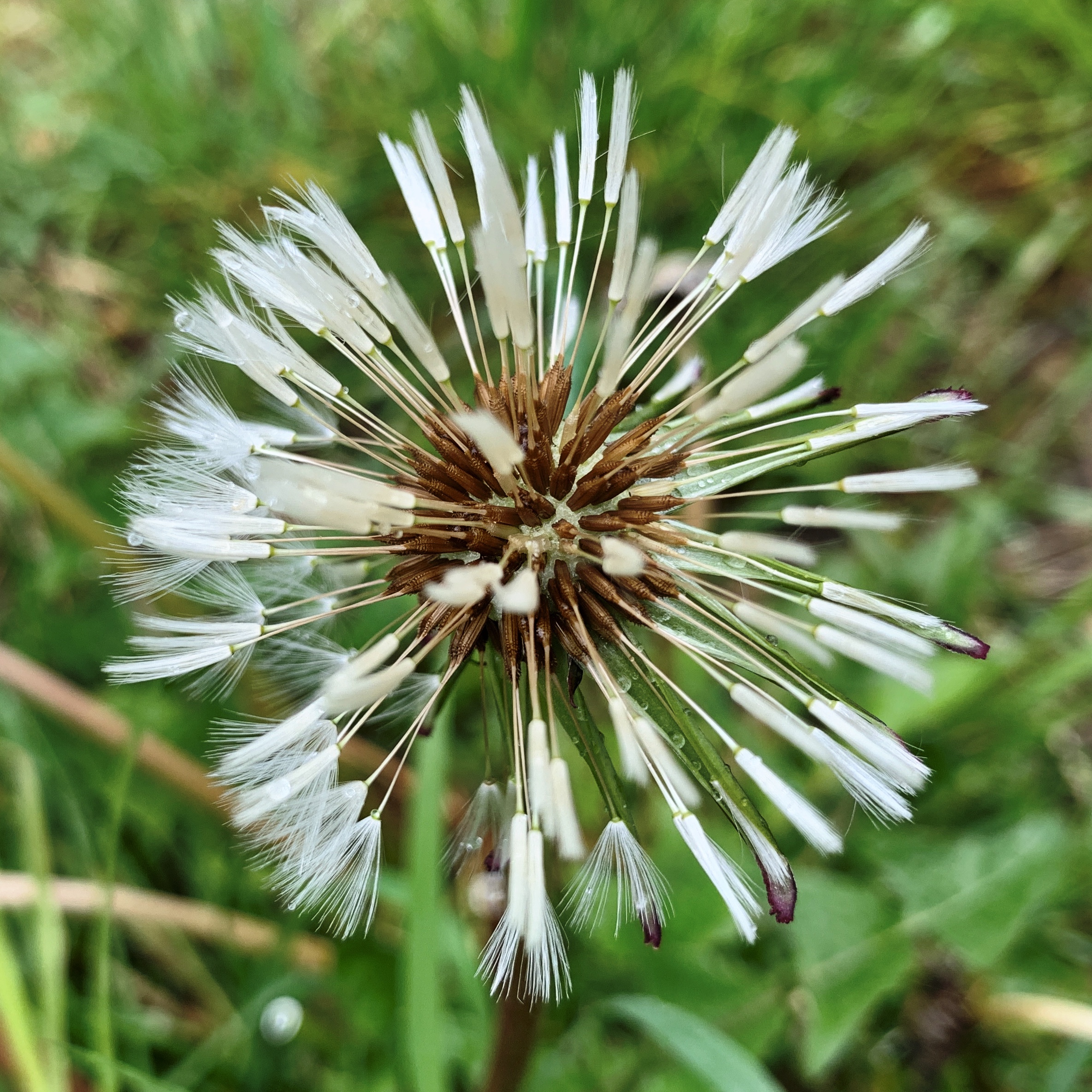 Dandelion in the rain