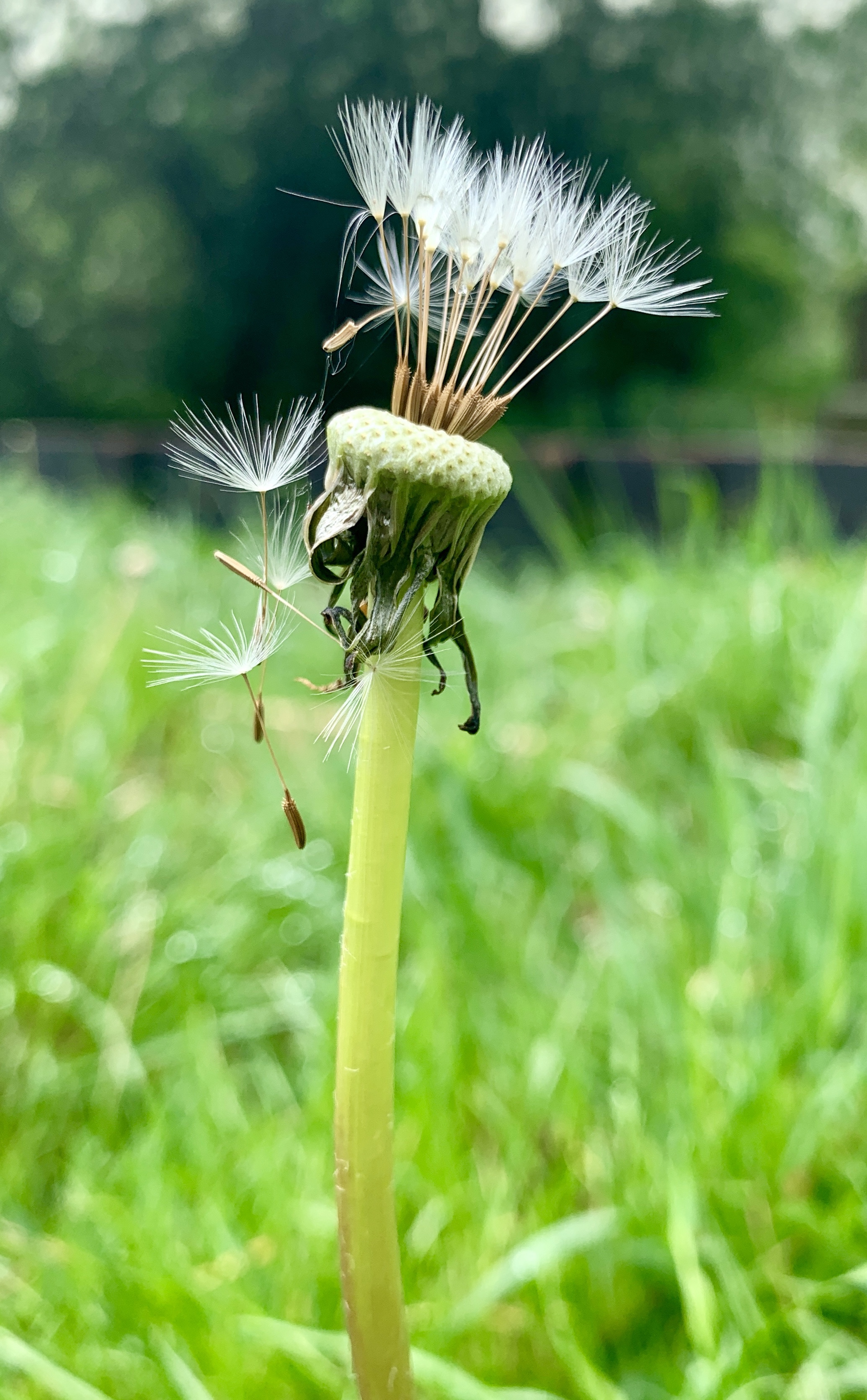 Another dandelion