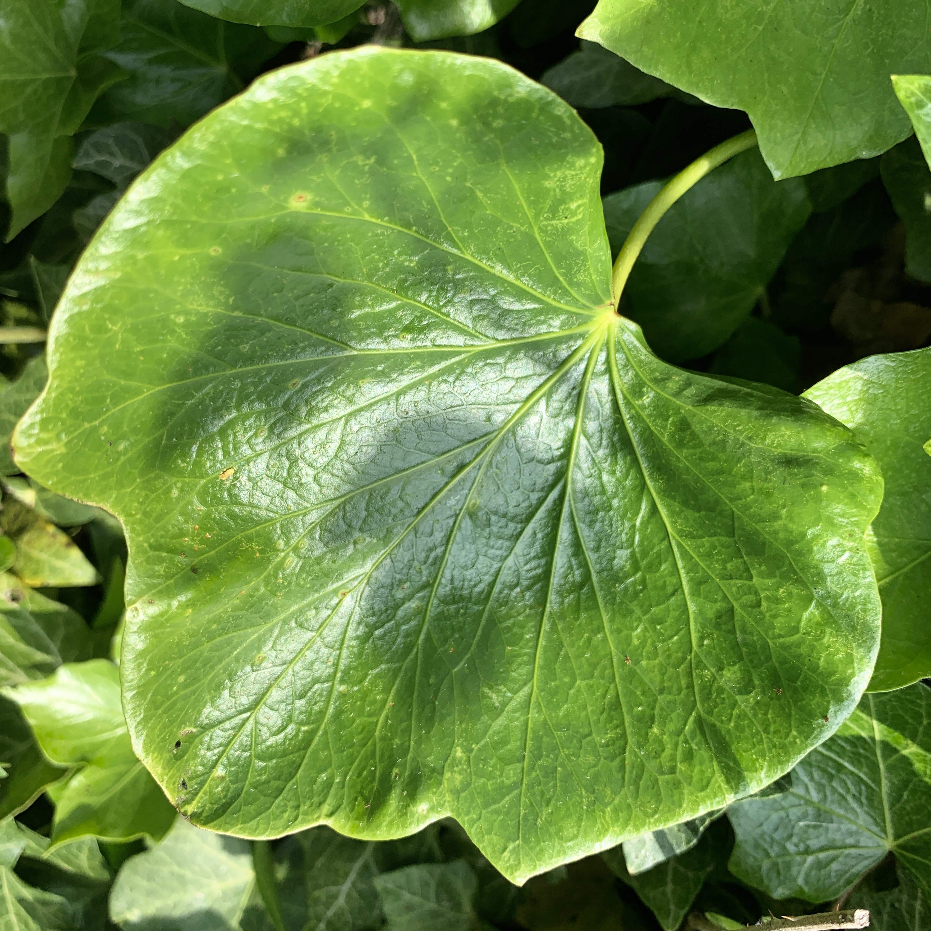 Ivy leaf