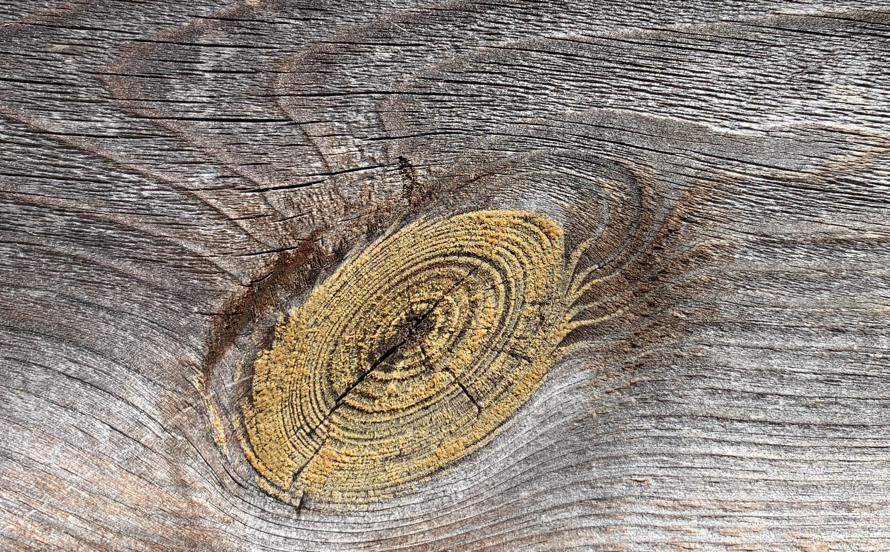 Wood knot