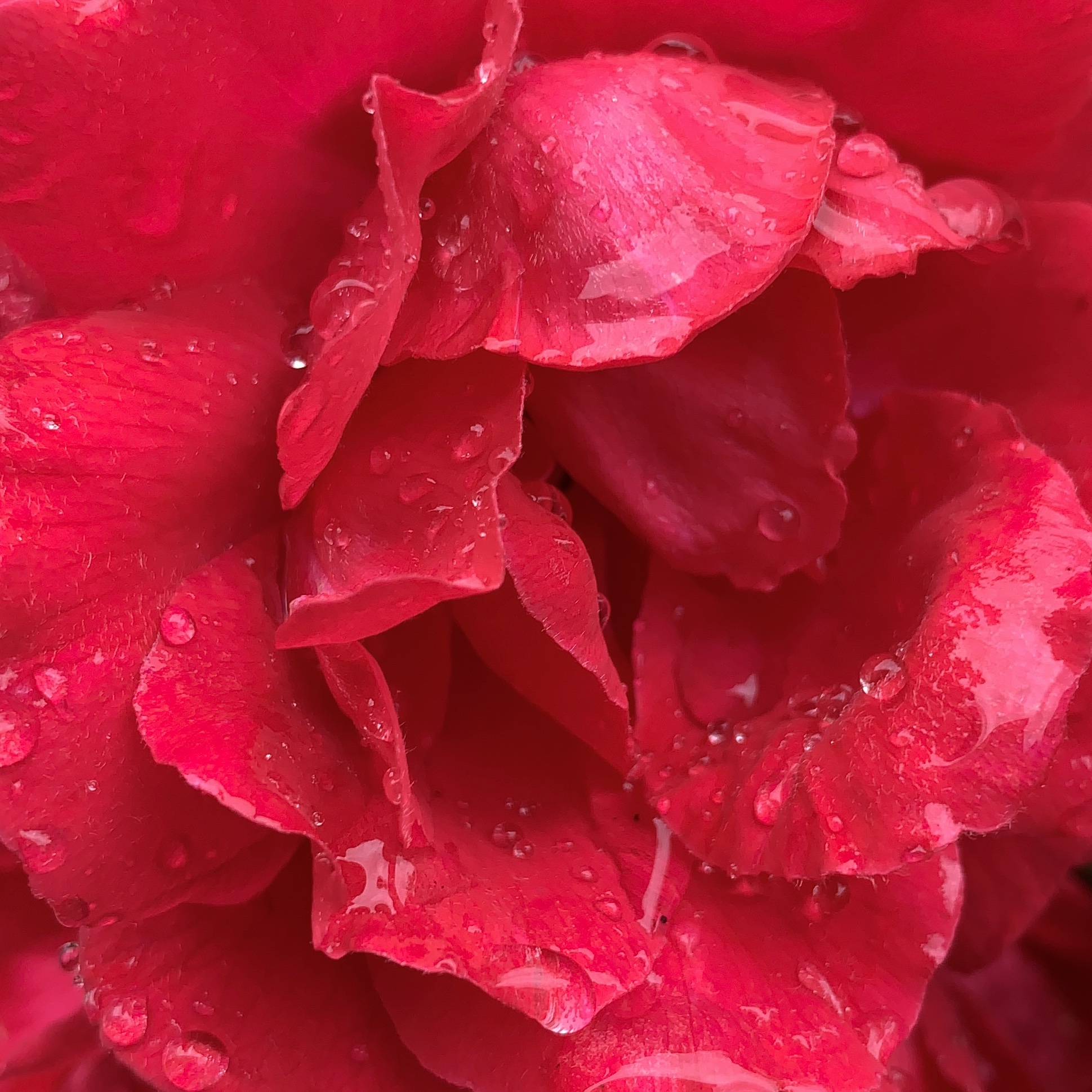 Wet rose