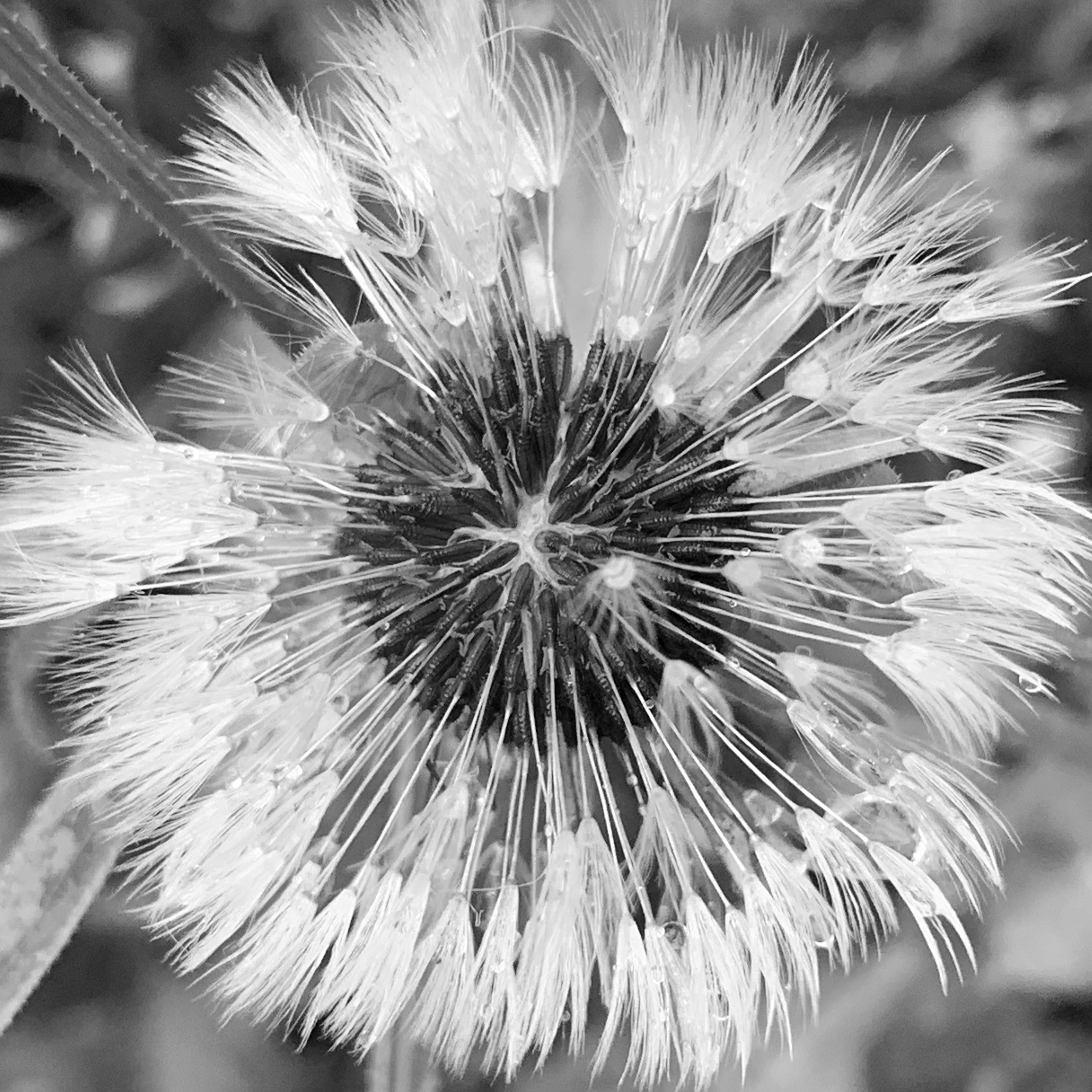 Another Dandelion