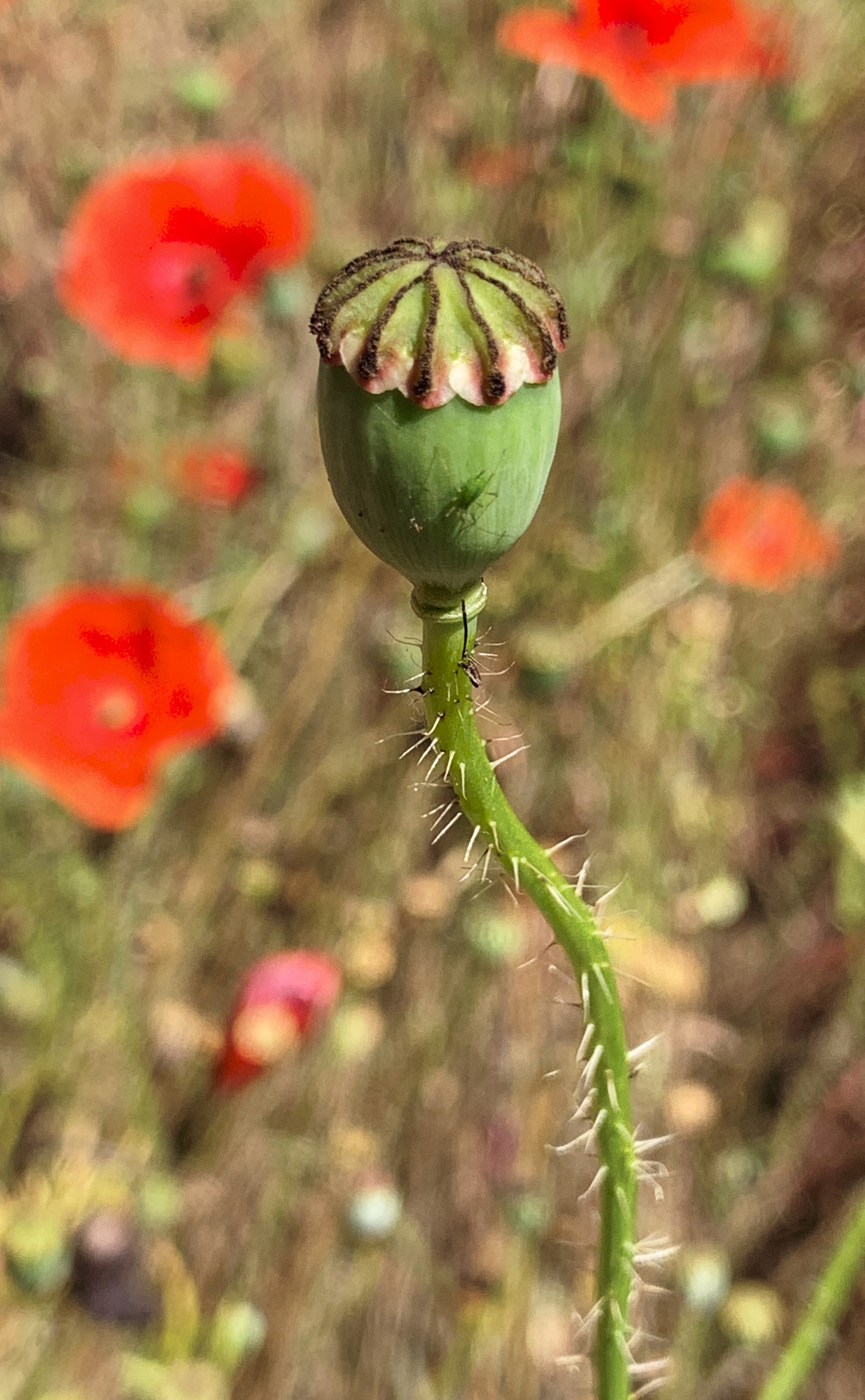 Poppy