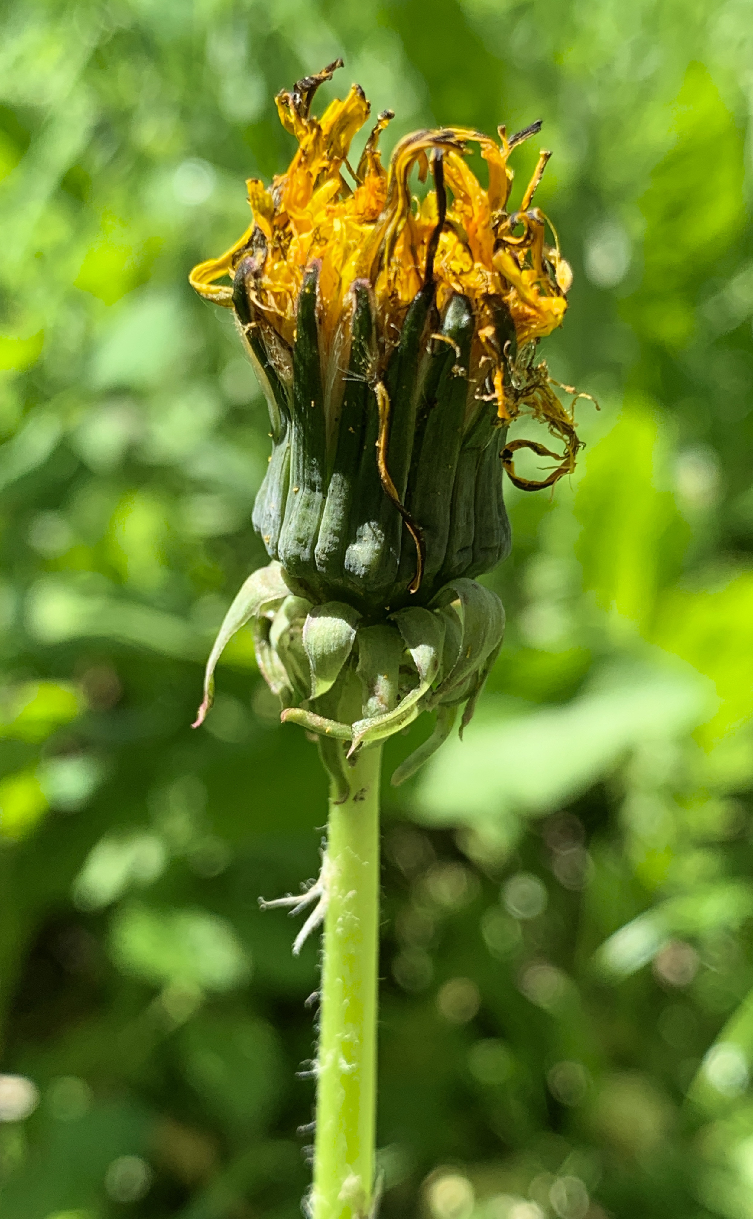 Dandelion