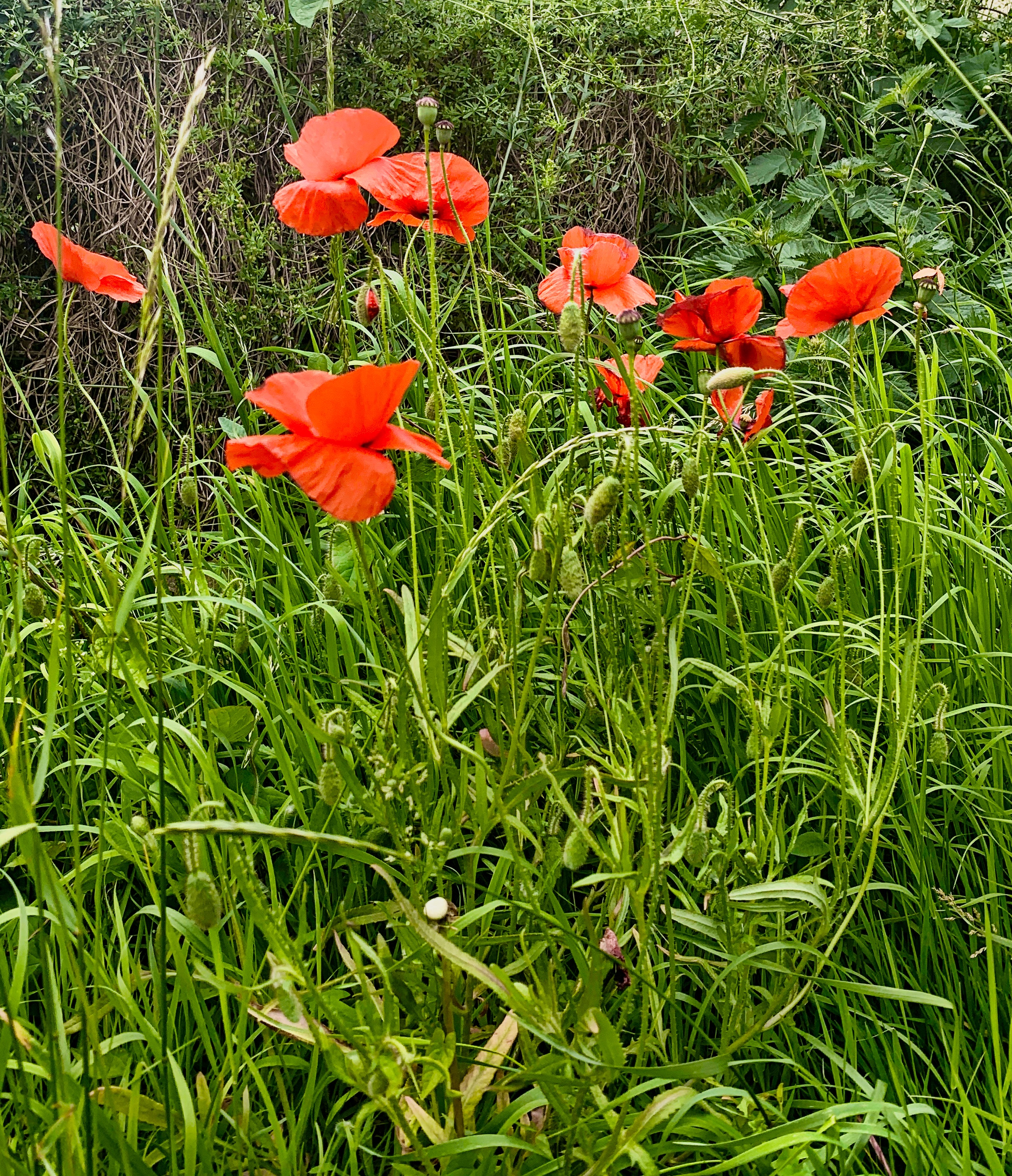 Poppies