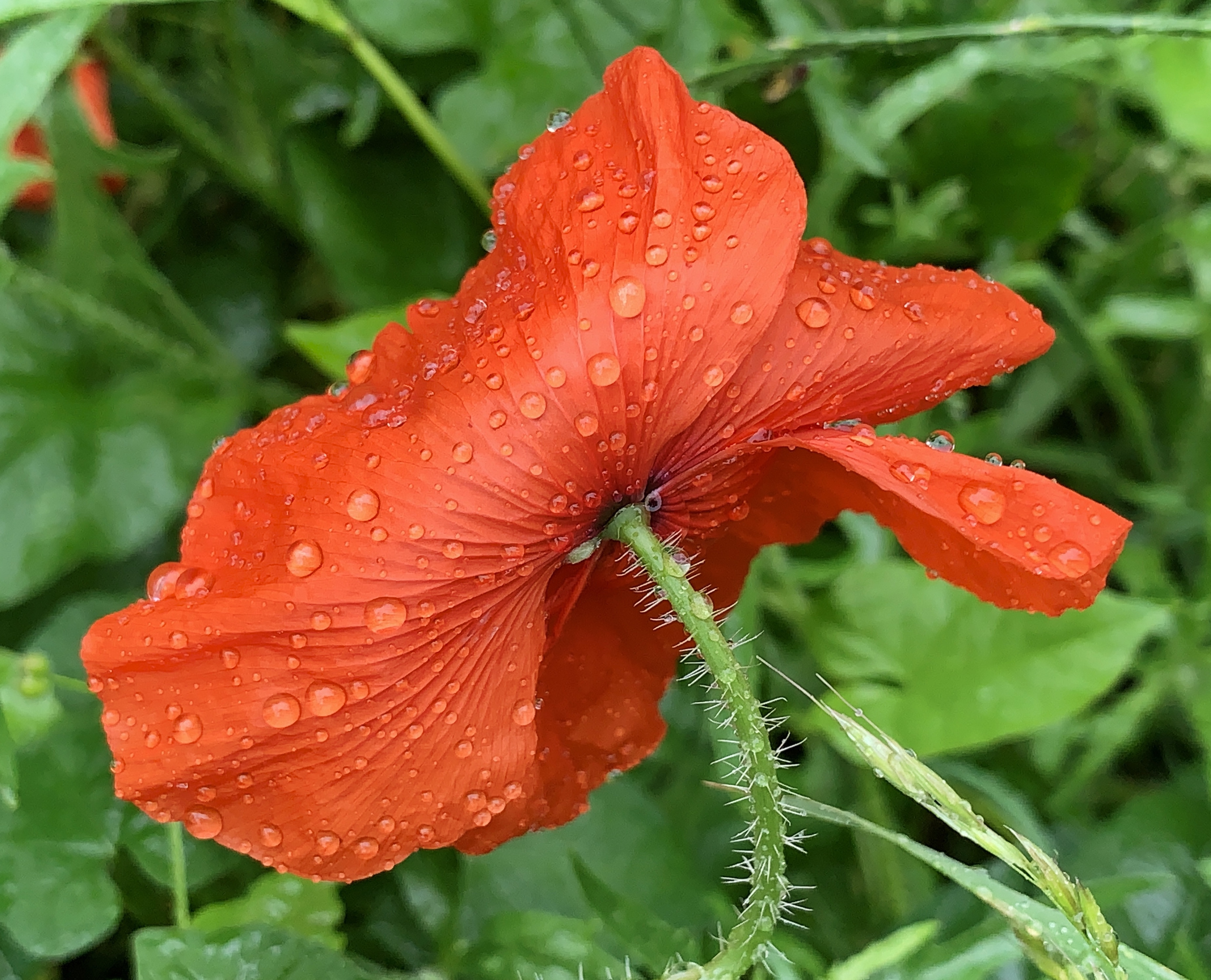 Poppy in the rain