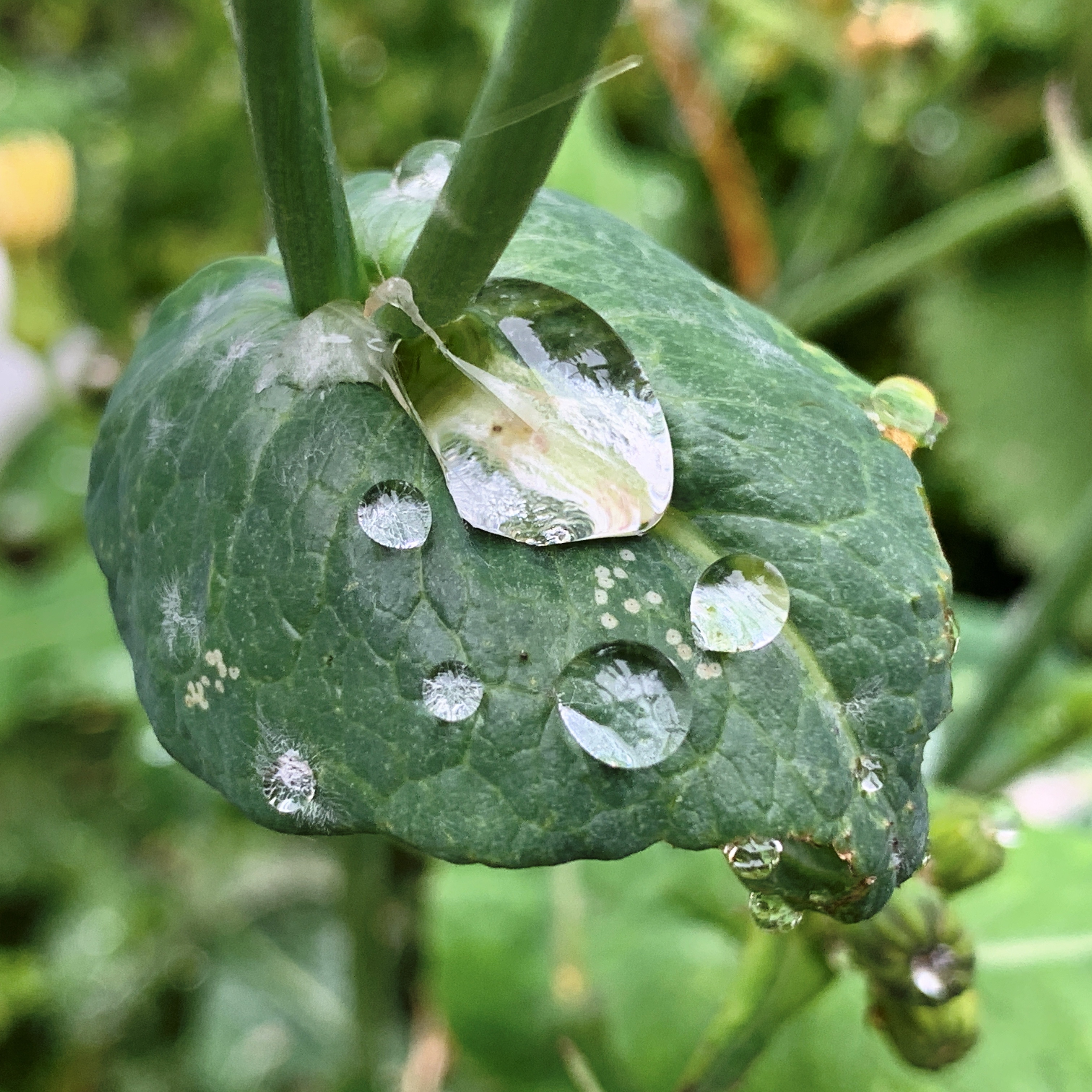 Rain drops