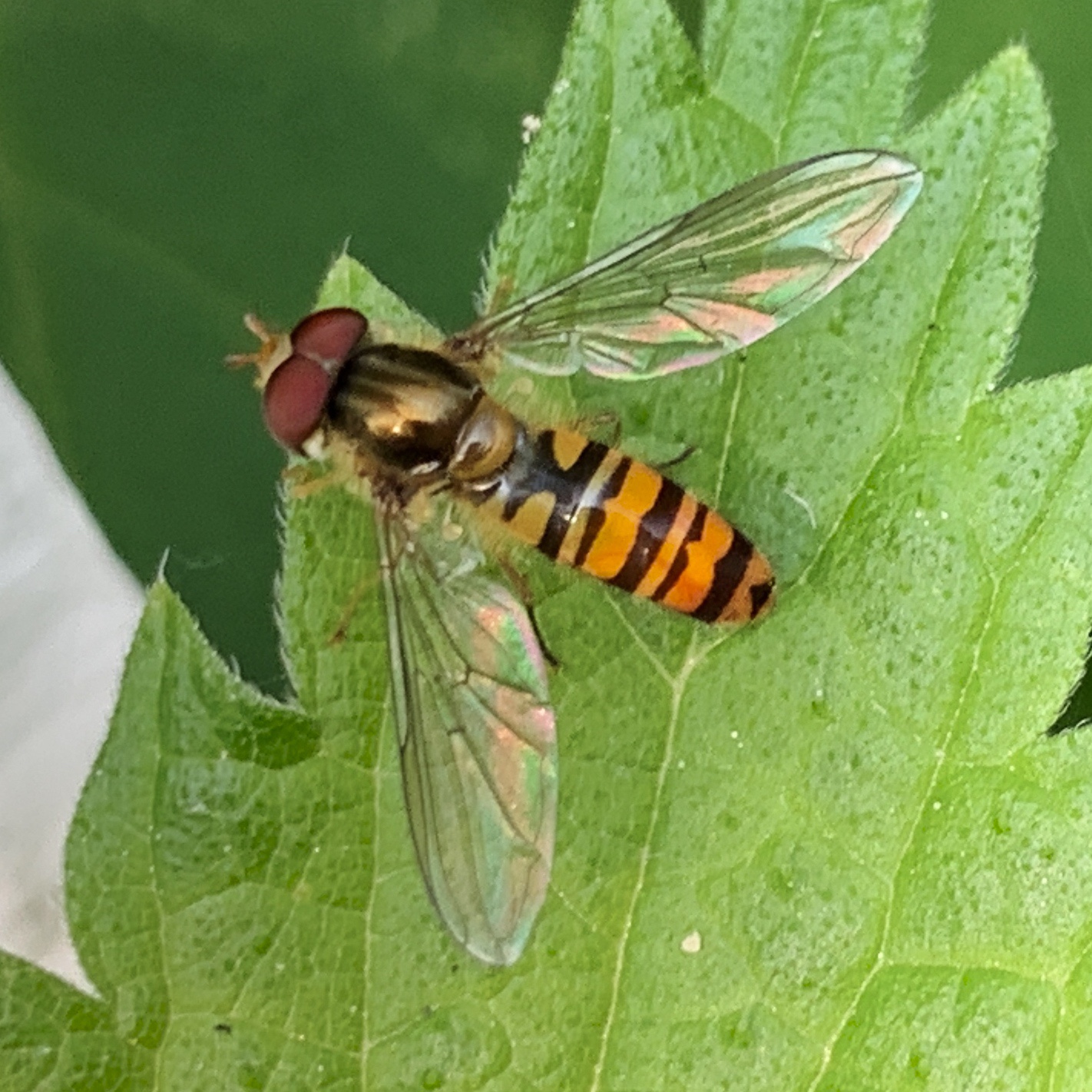 Hoverfly