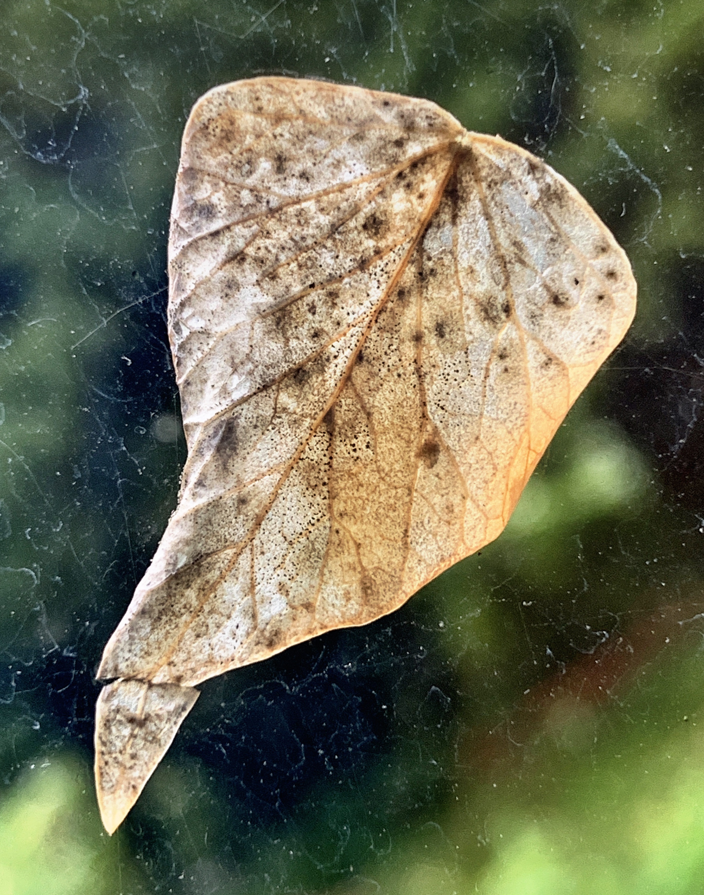 Leaf on the window