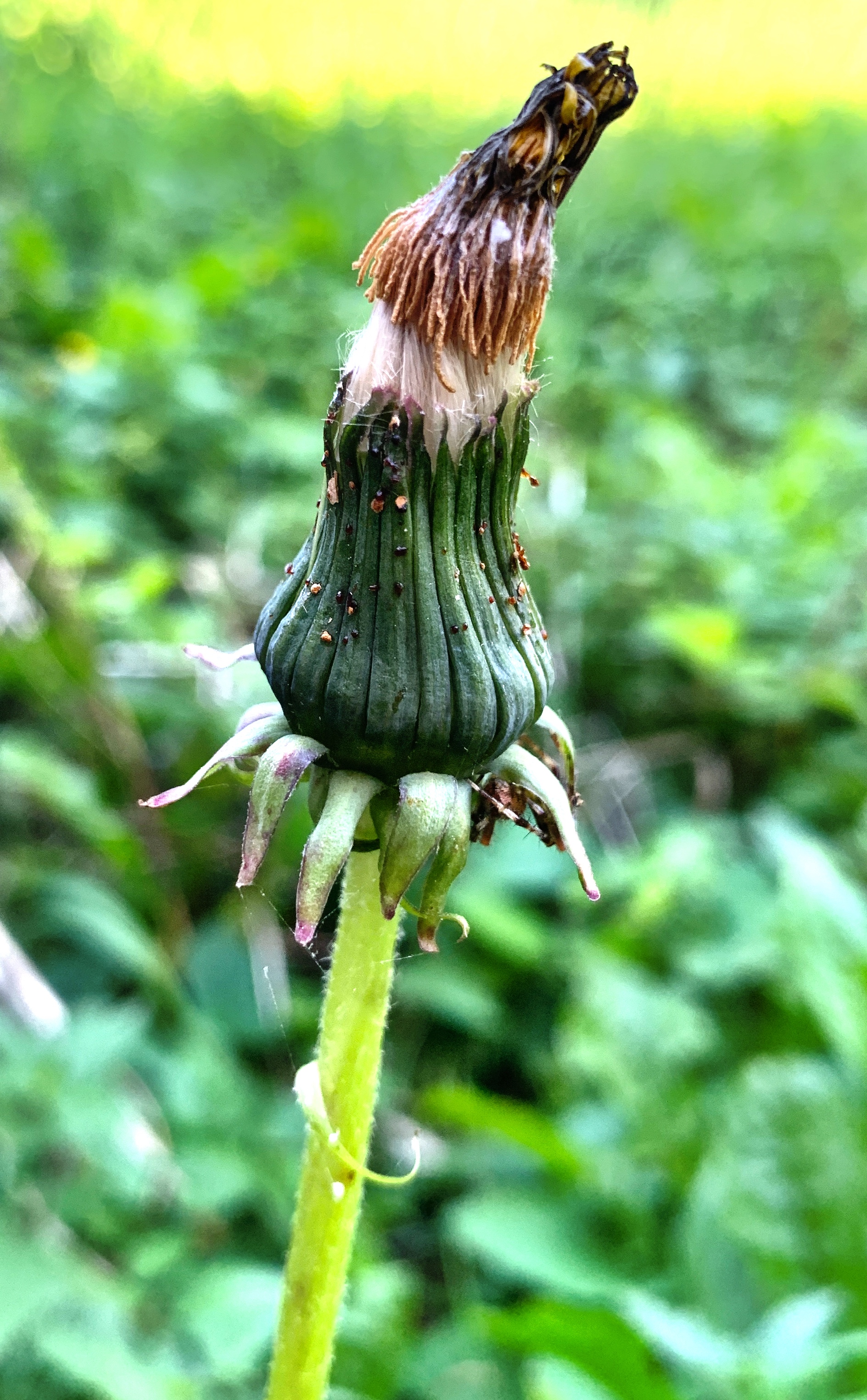 Yet another dandelion