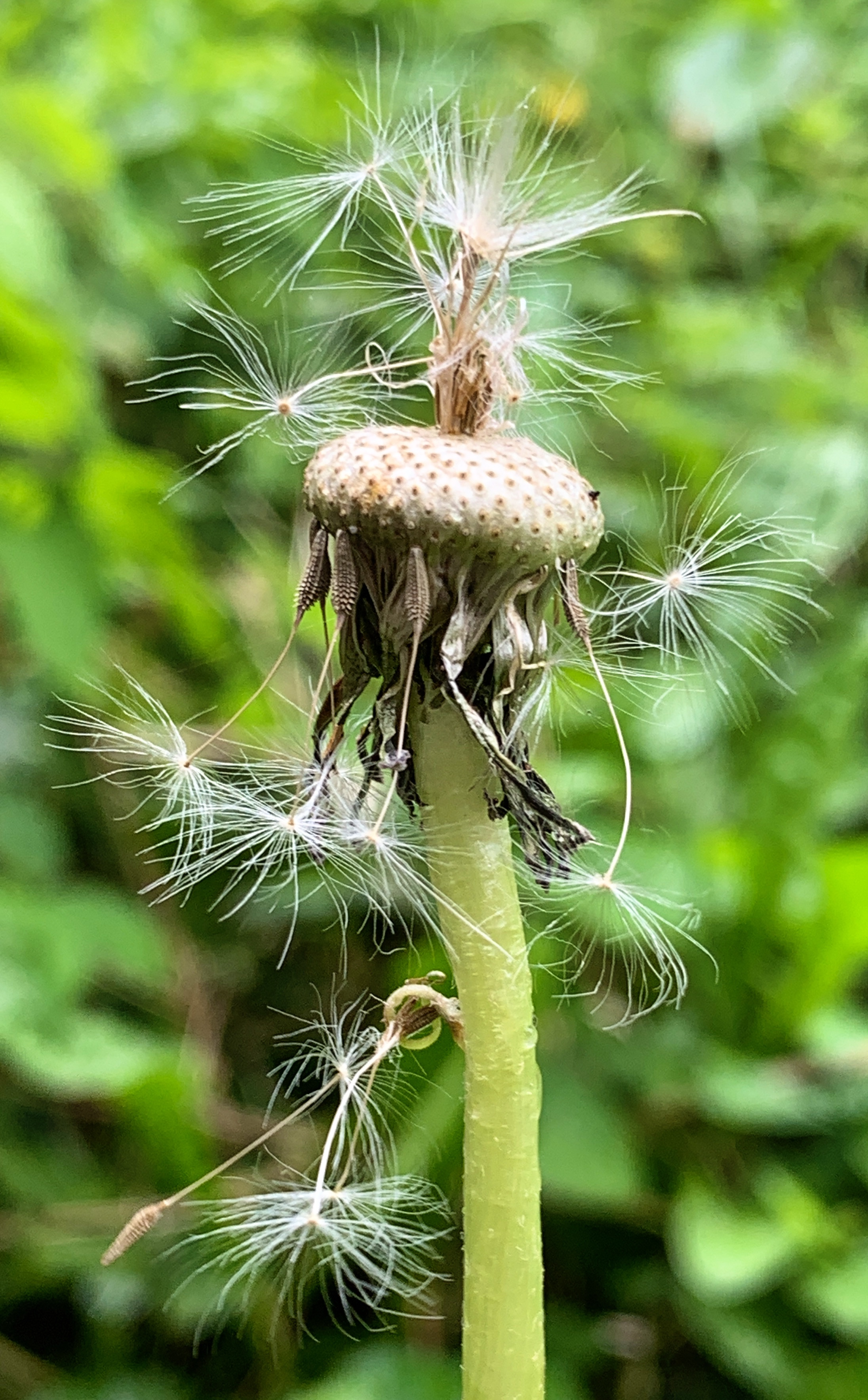 Dandelion