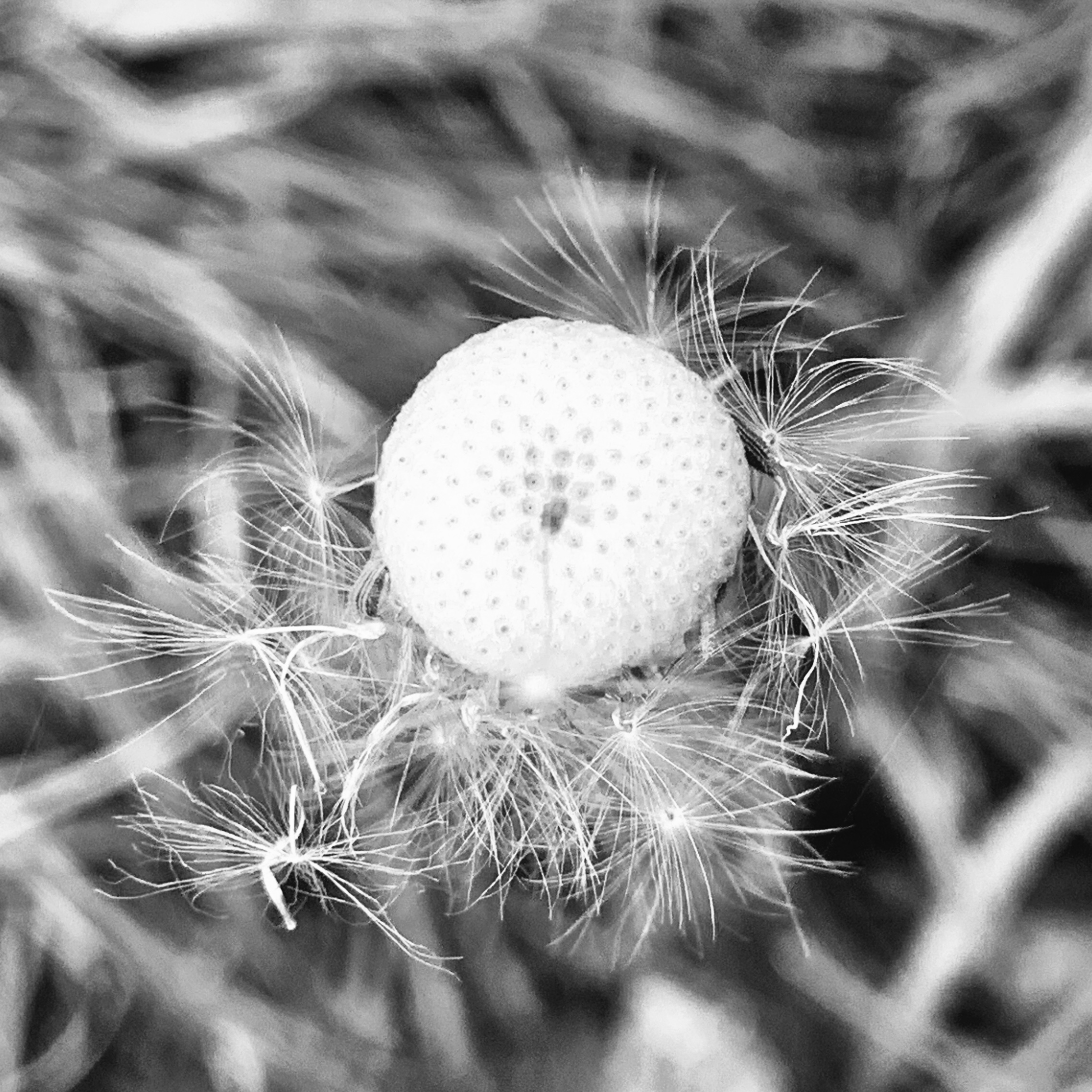 Dandelion