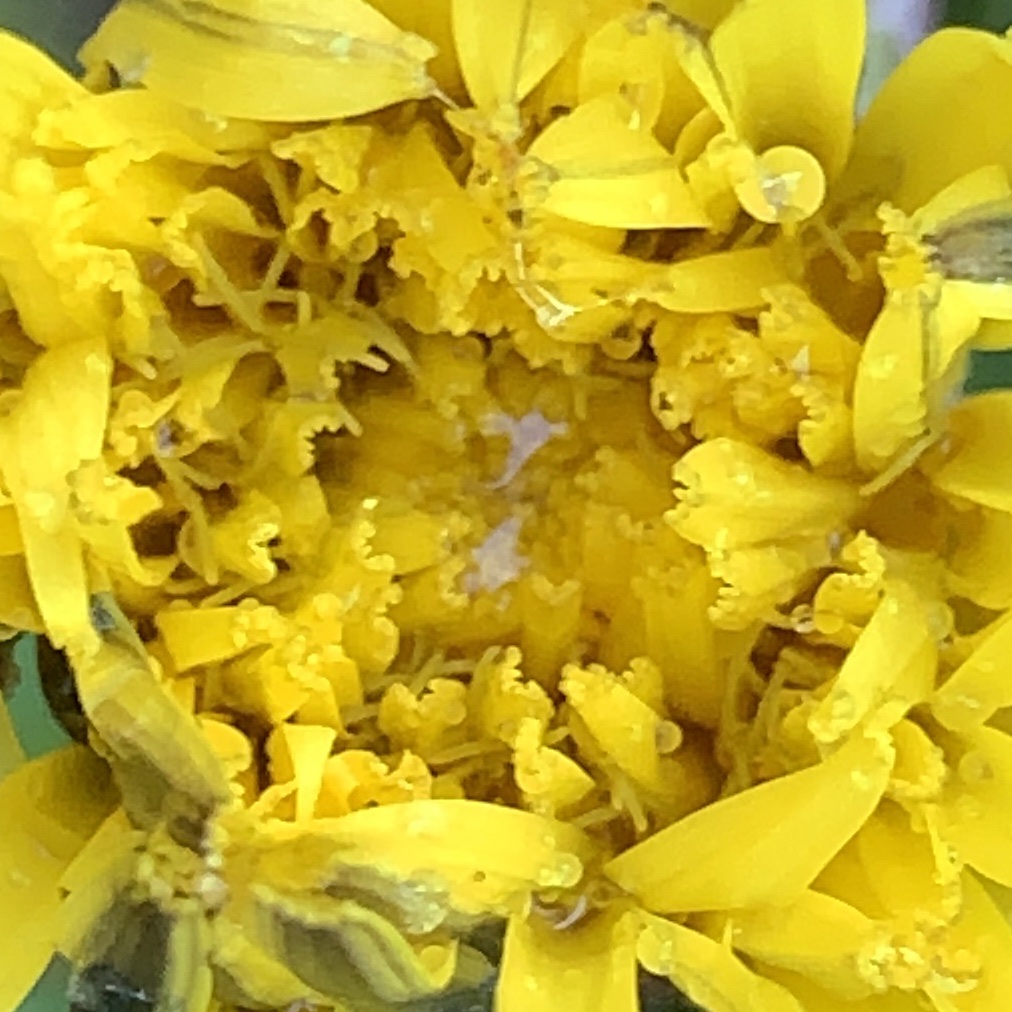 Dandelion and rain