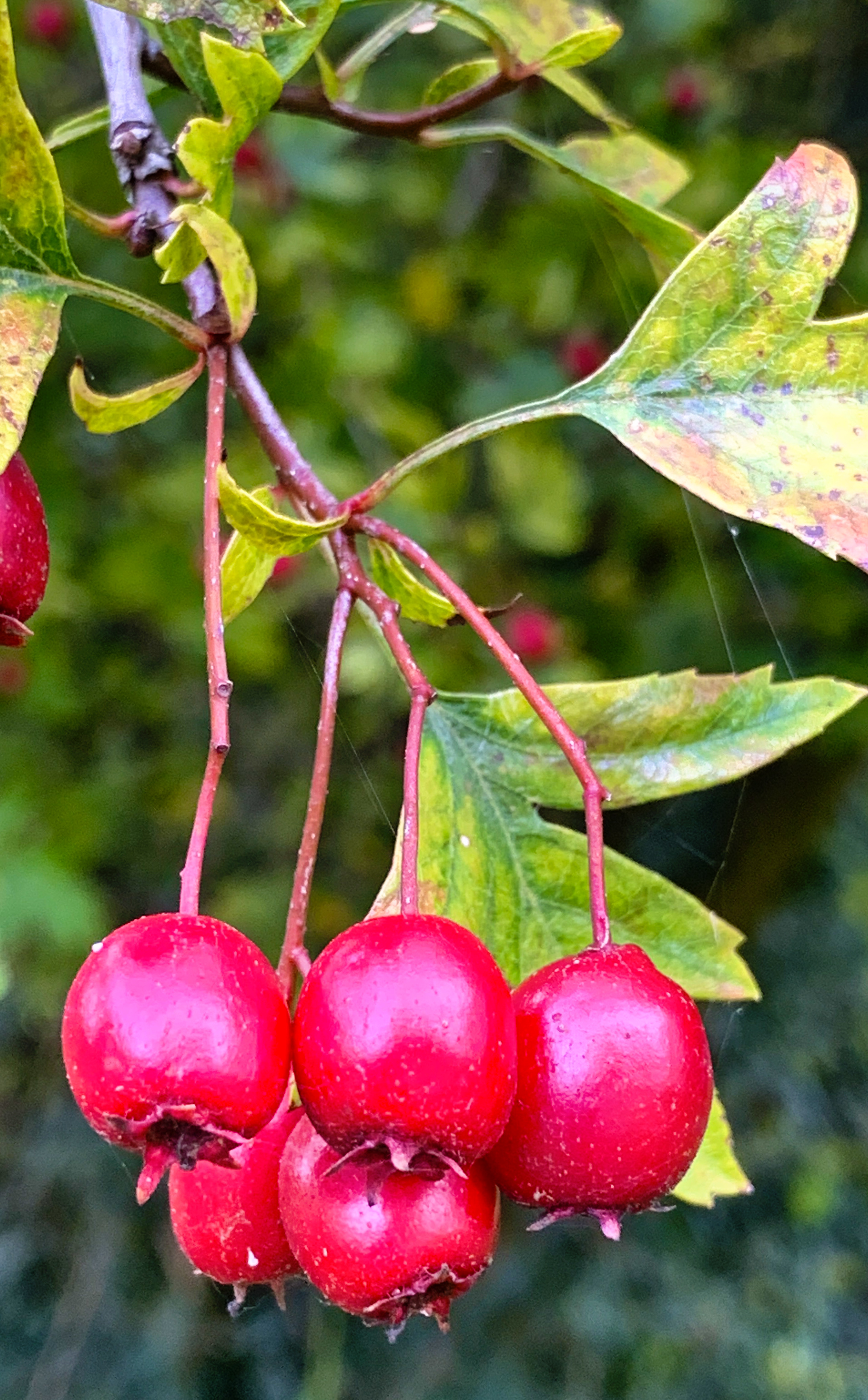 Red Berries