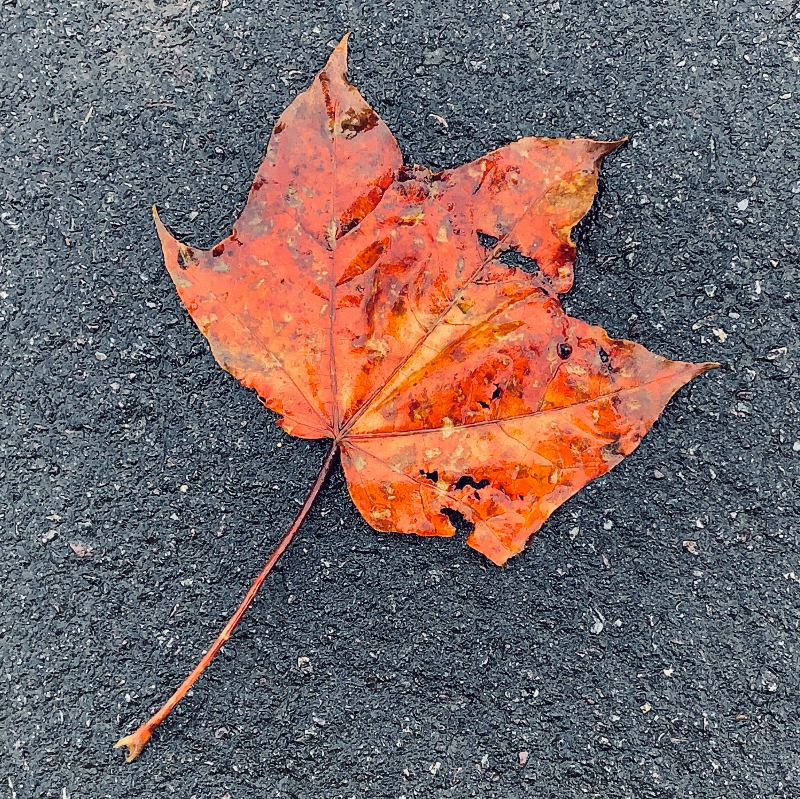 Autumn Leaf