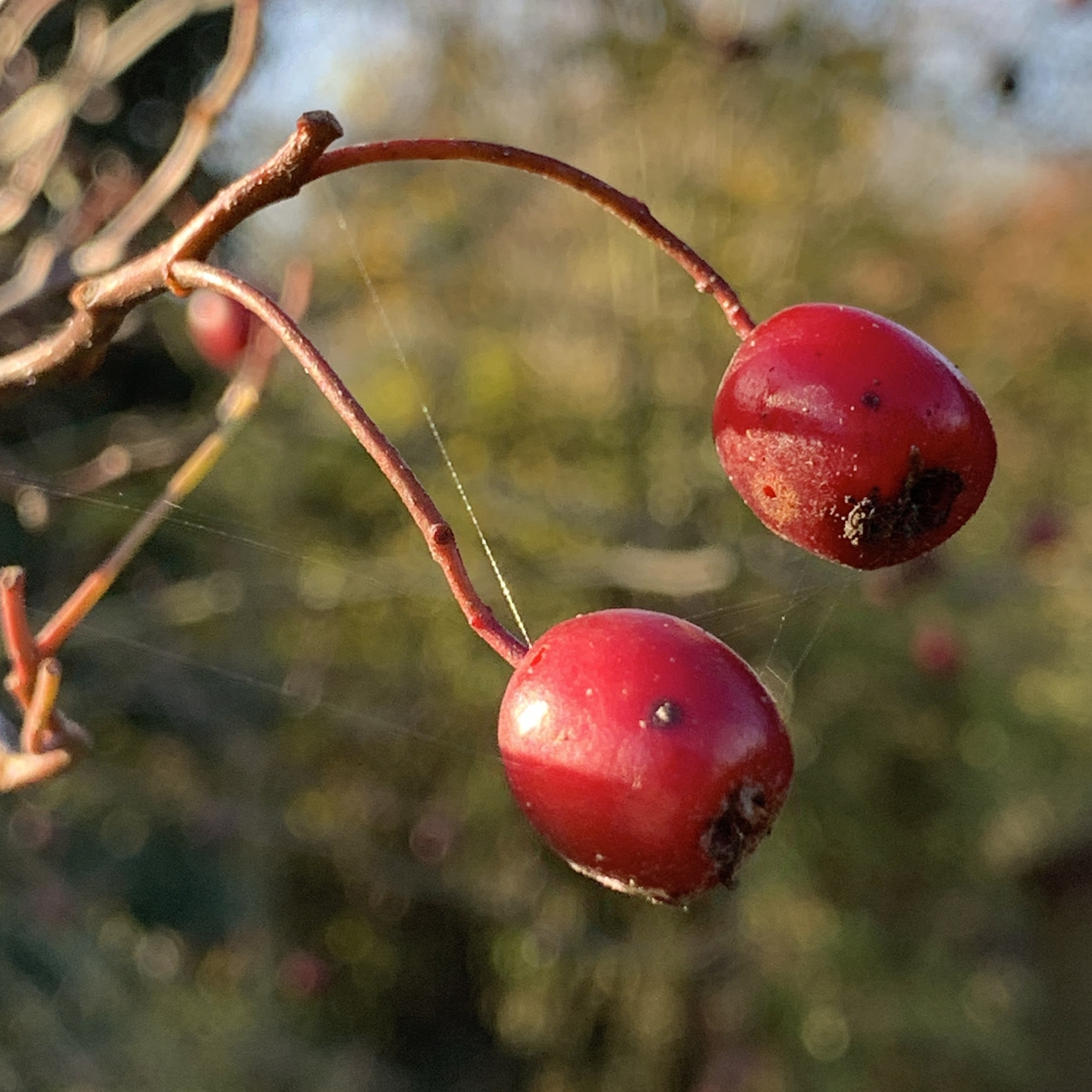 Red Berries​