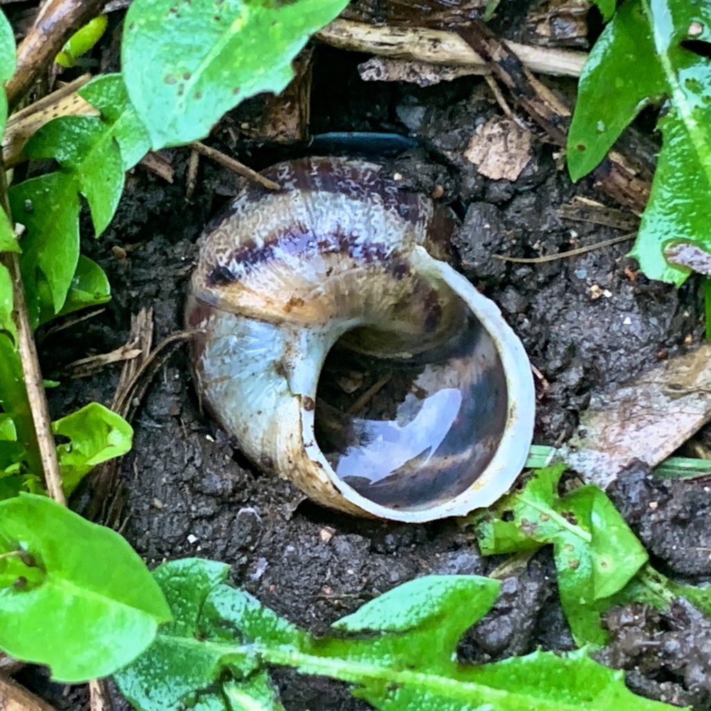 Snail Shell​