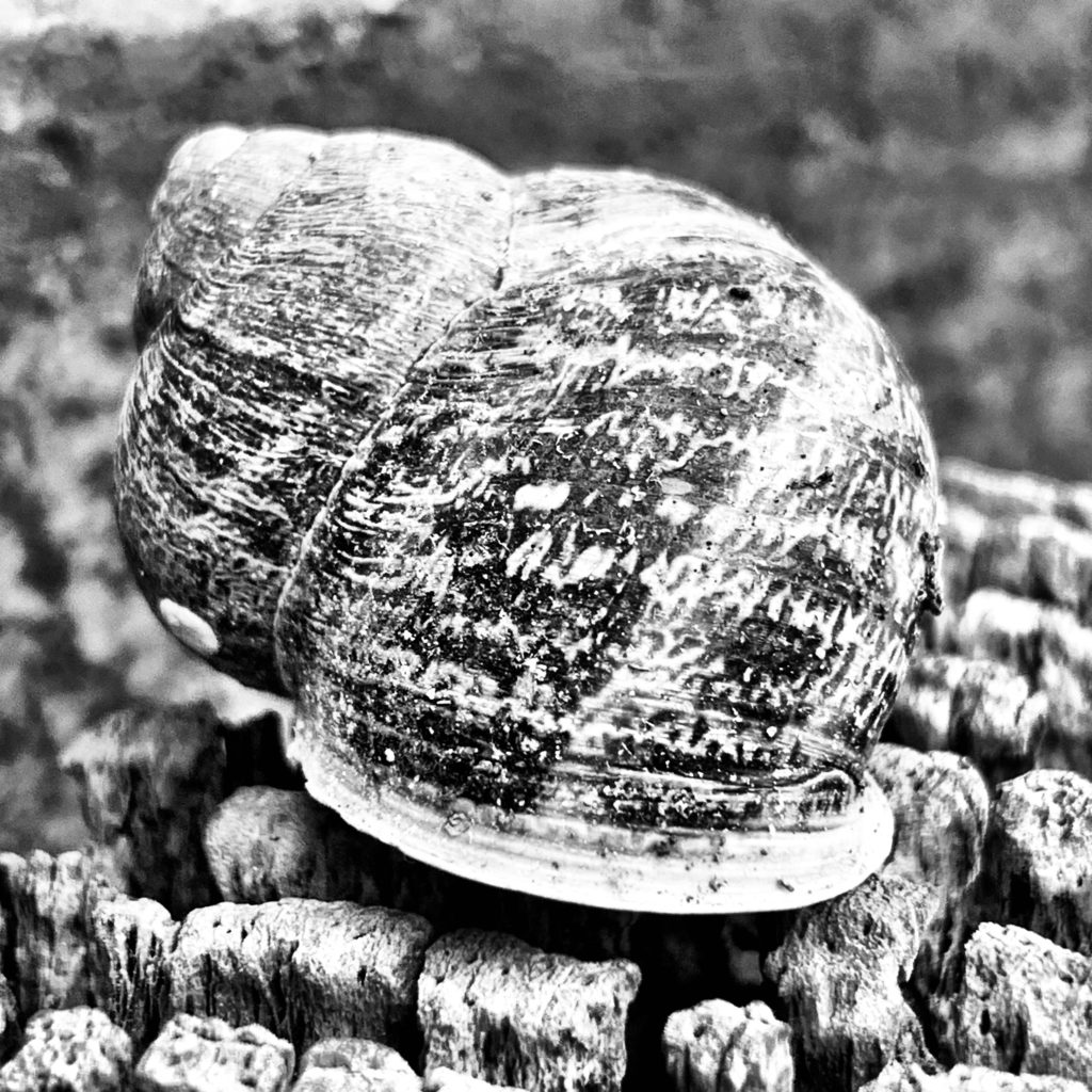 Snail Shell​