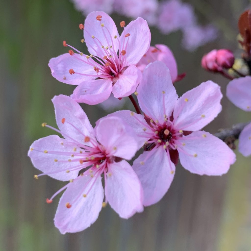 More blossom