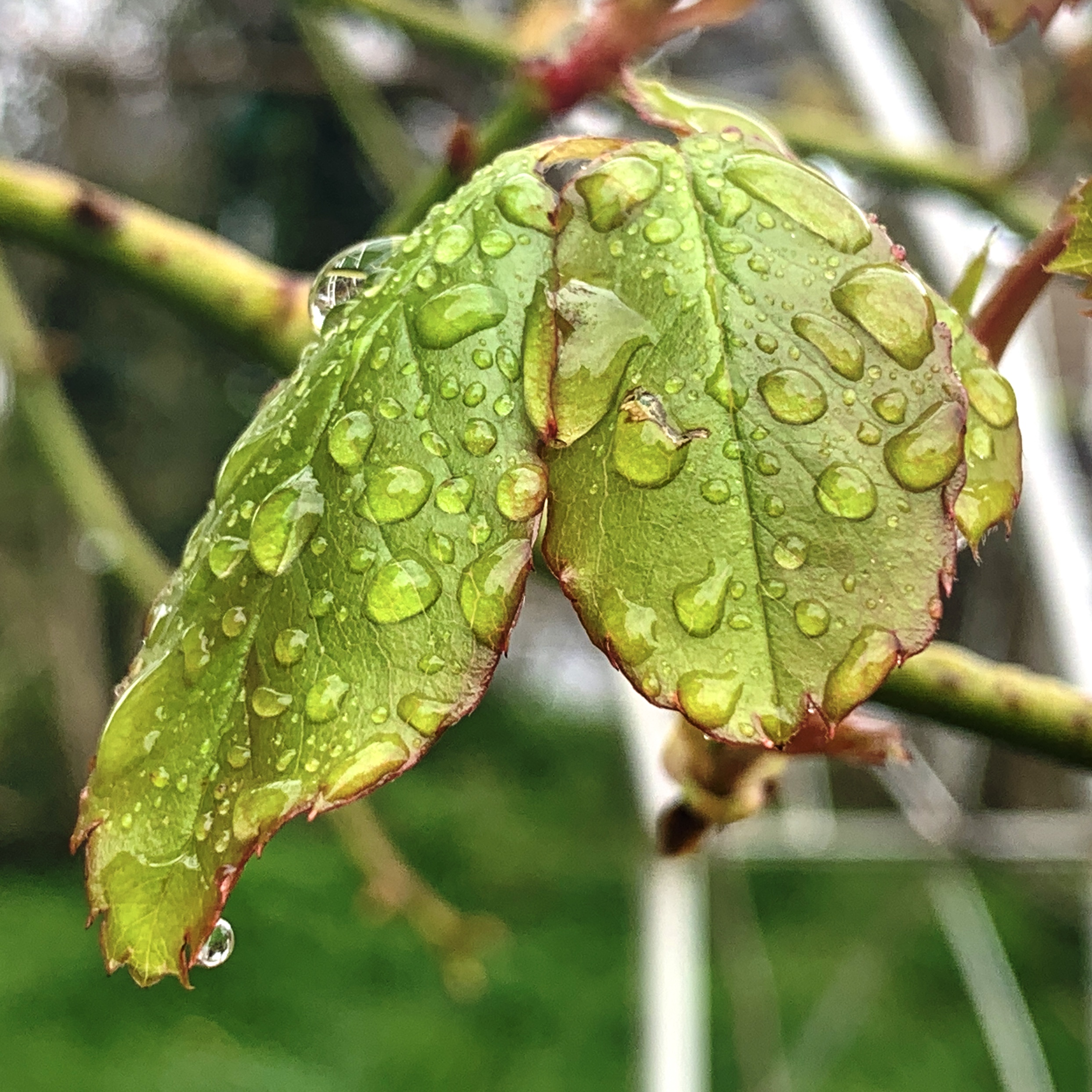 Rain drops