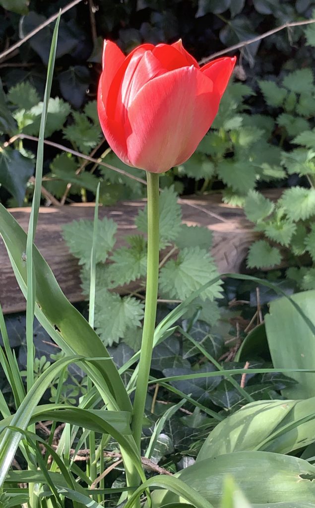 Tulip​