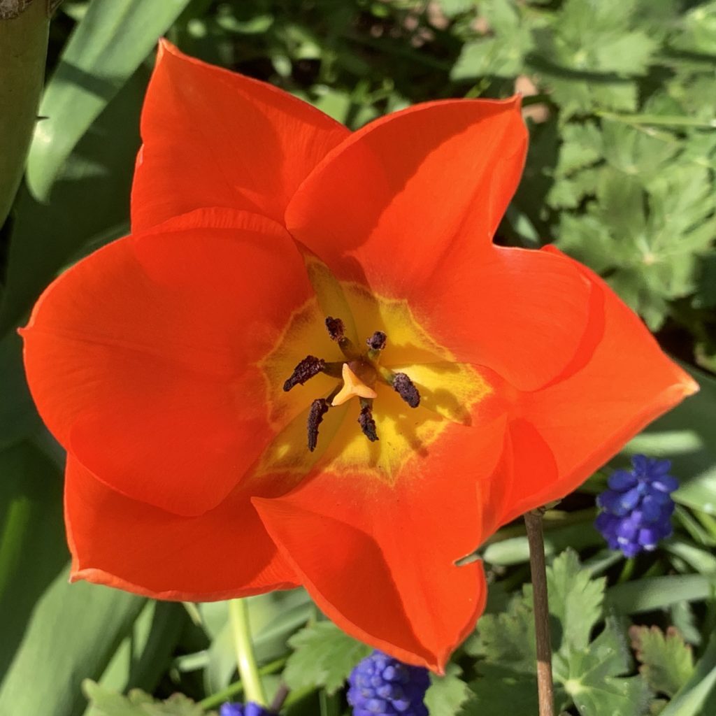 Tulip