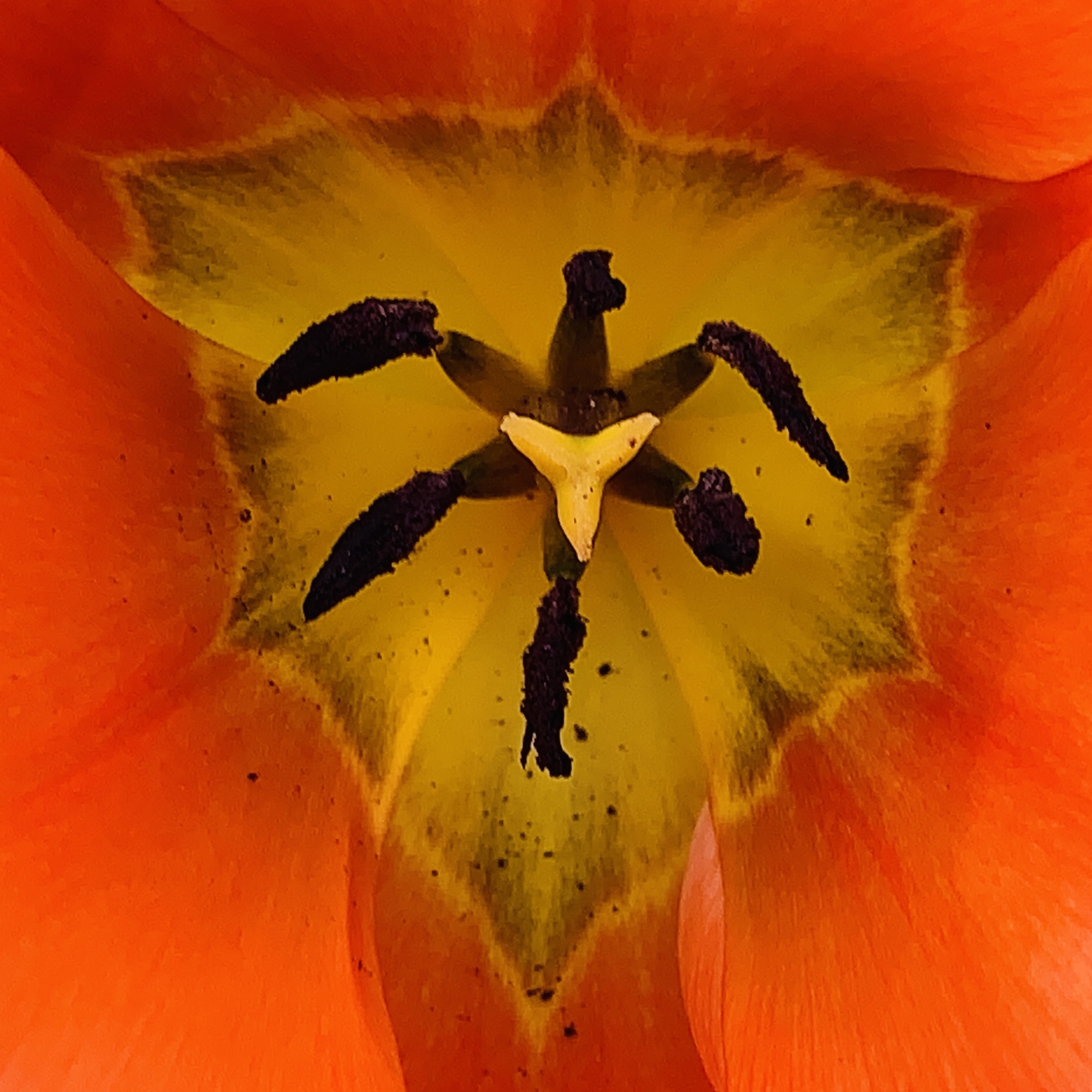 Tulip