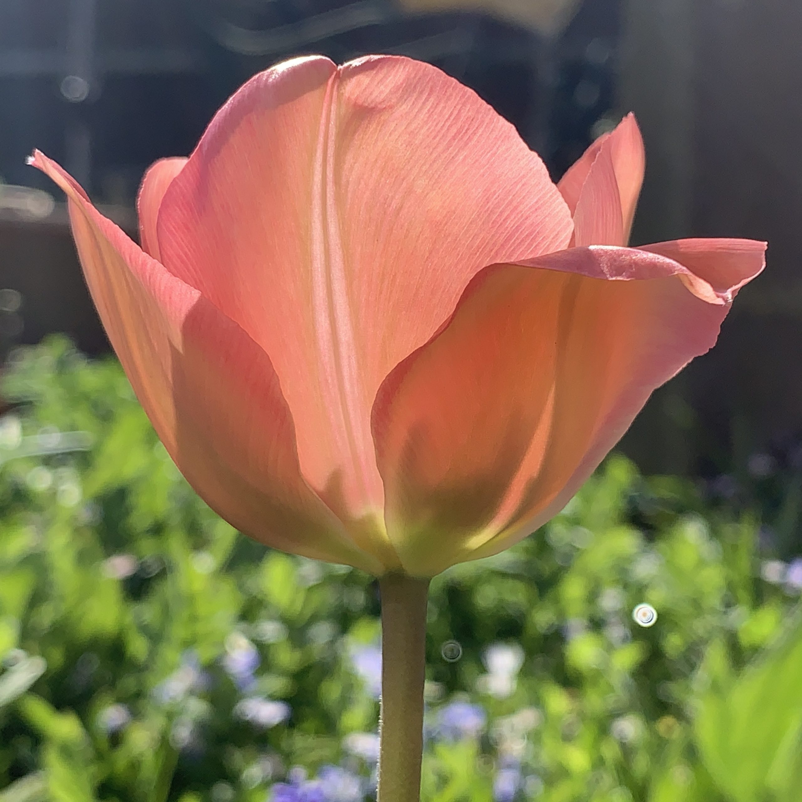 Early morning tulip​