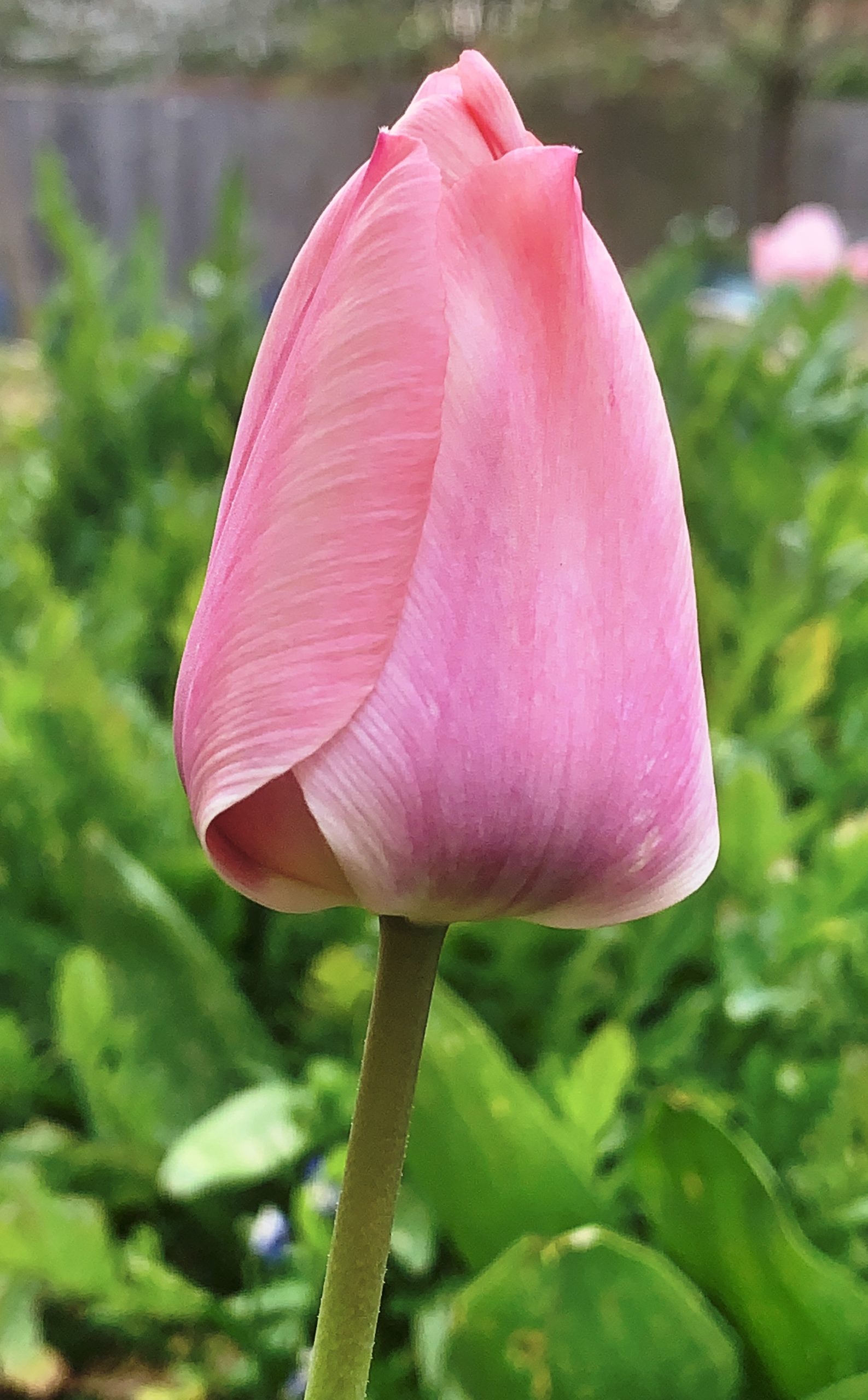 Another Tulip​