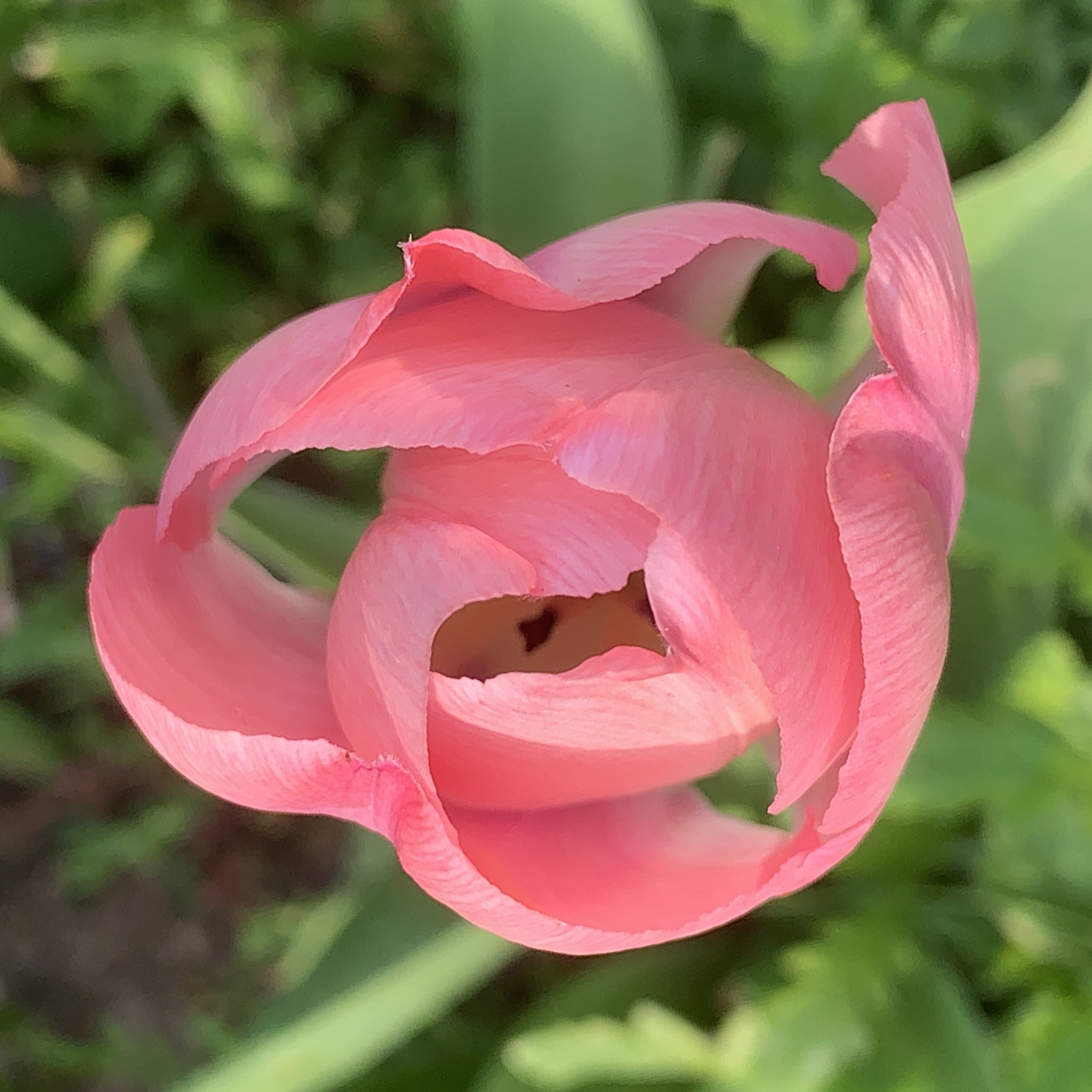 Tulip