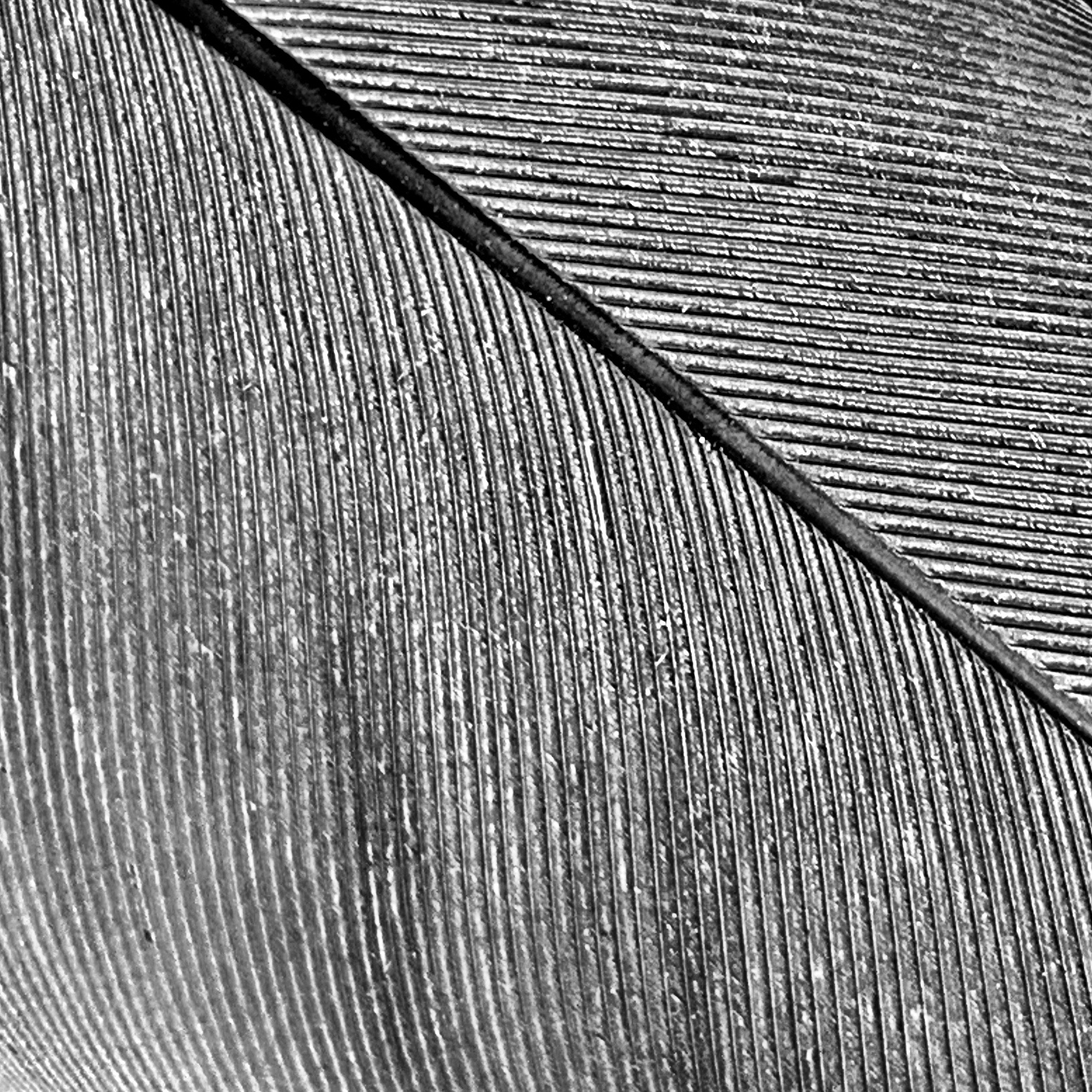 Feather close-up