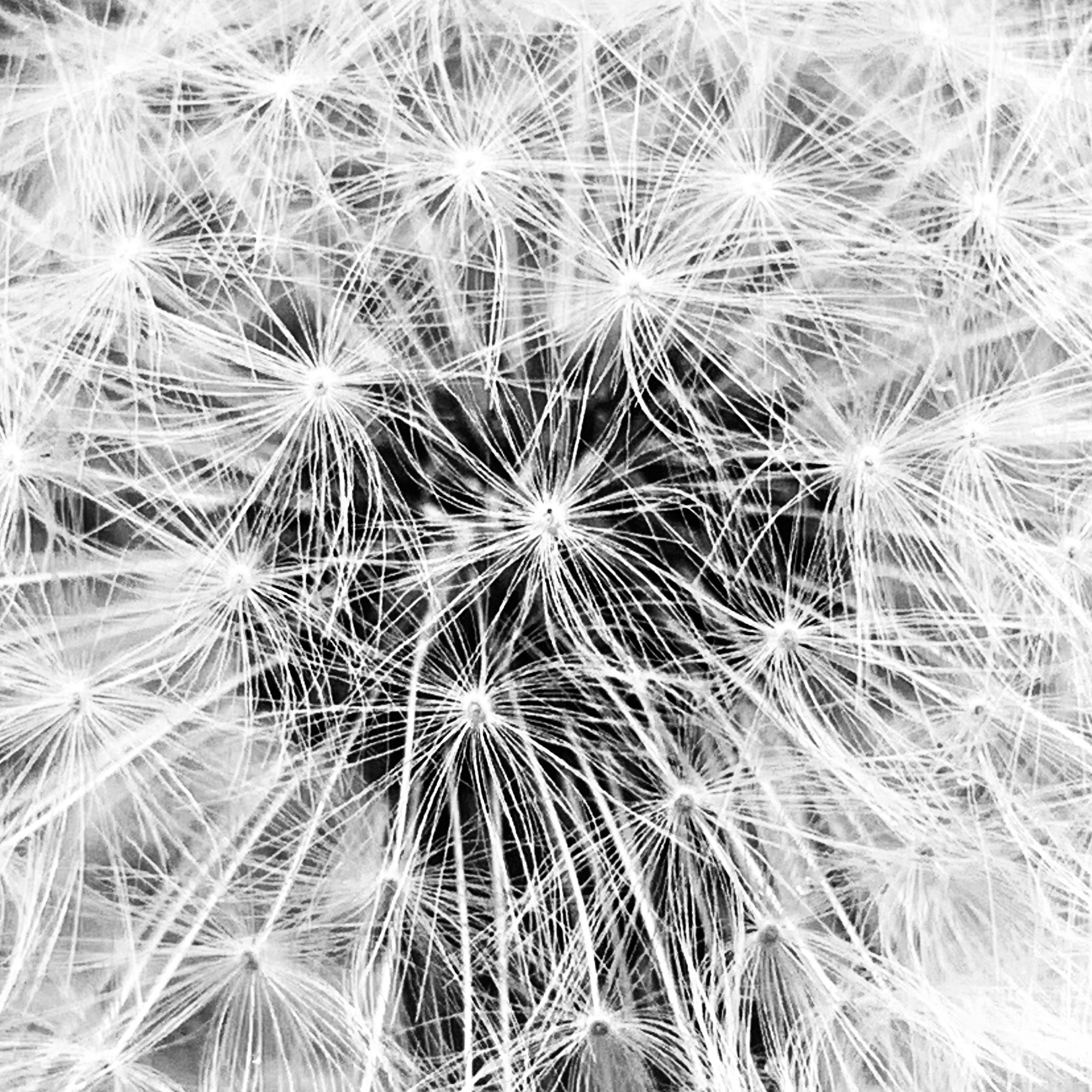 Dandelion