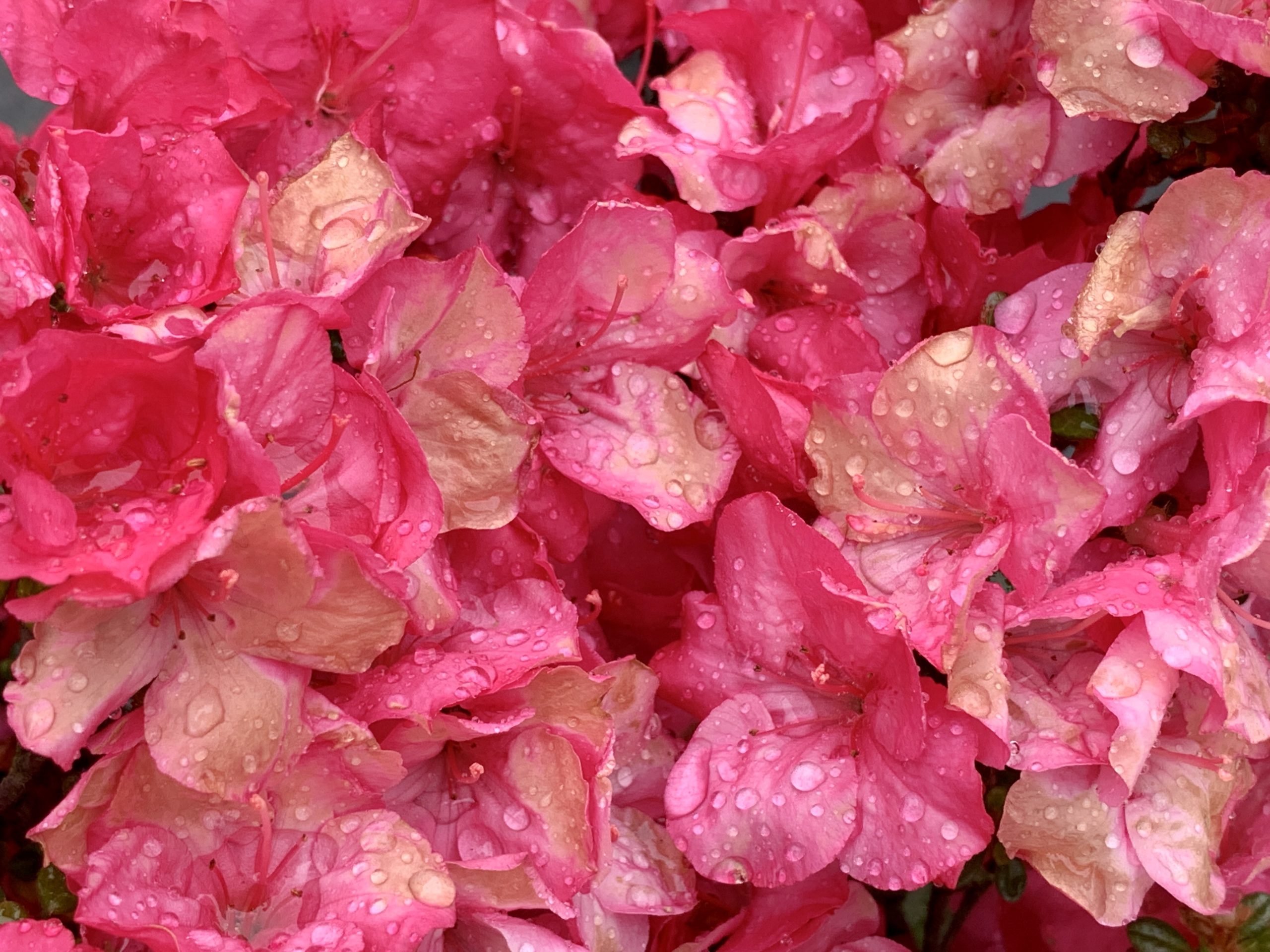 Pink and rain drops​