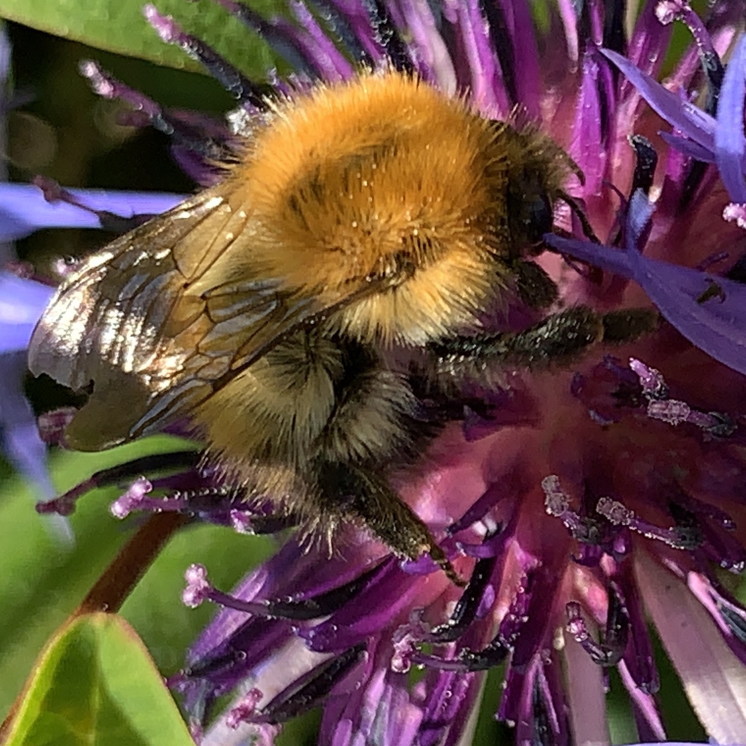 Bee photo