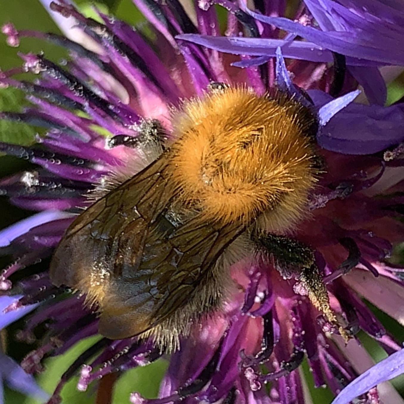 Bee photo