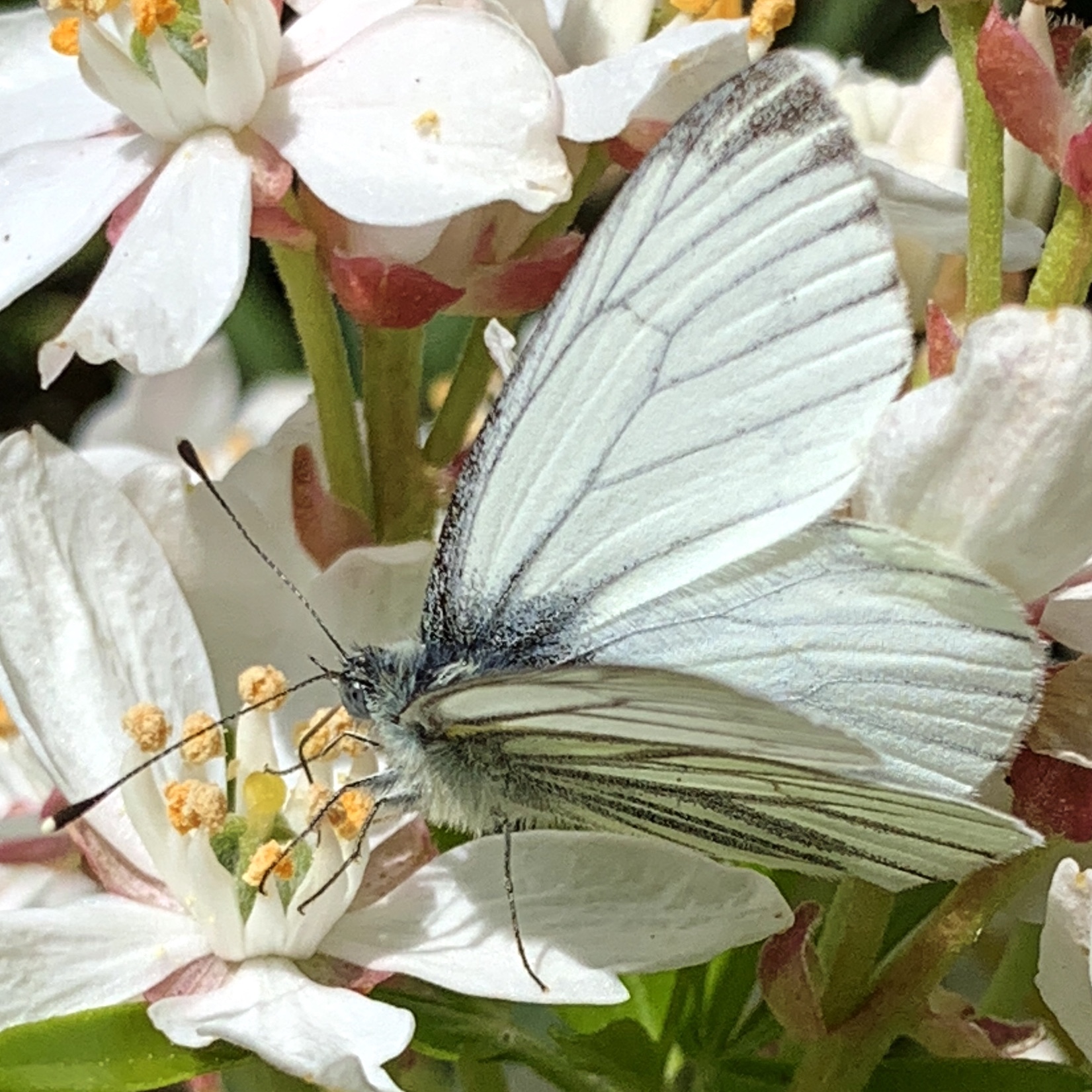 Small White Butterfly ​